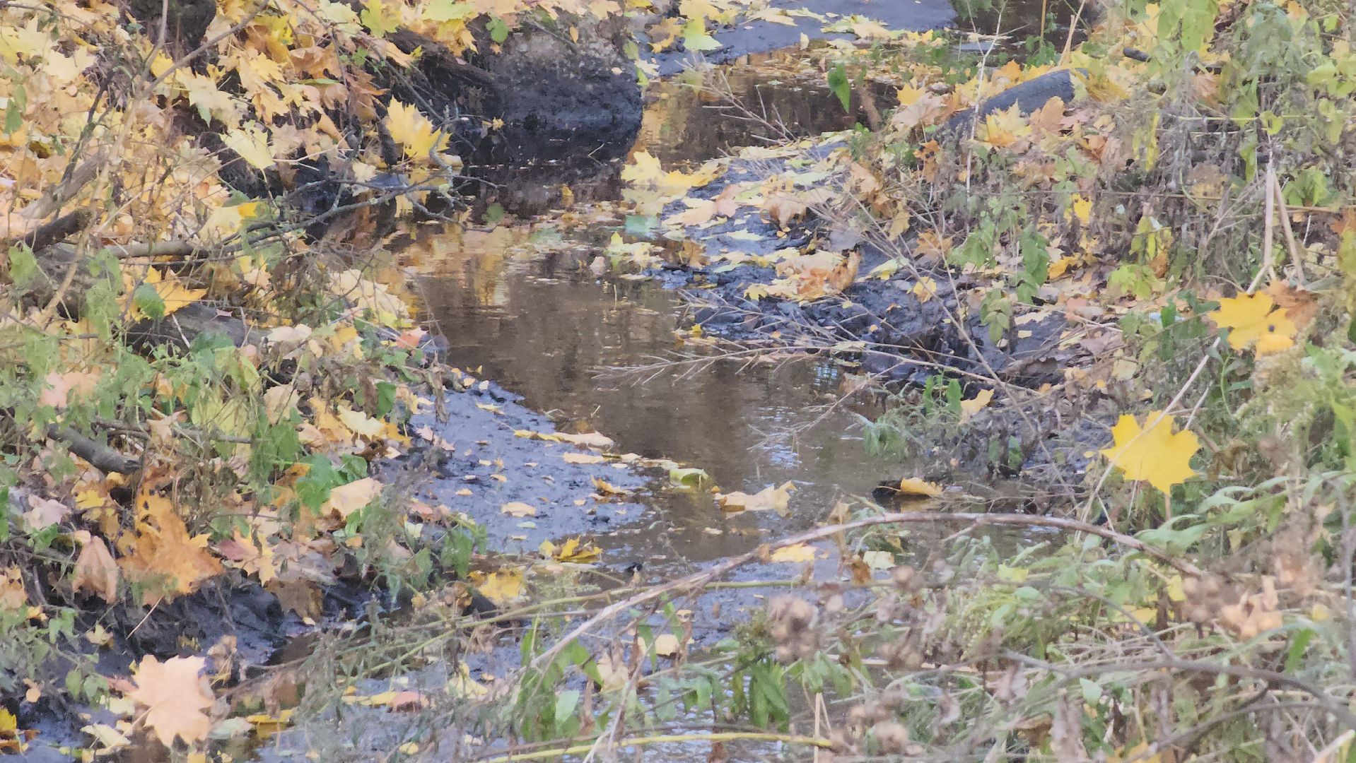 Городской округ Пушкинский, Пушкино, Кавезино, экология, общество, люди,