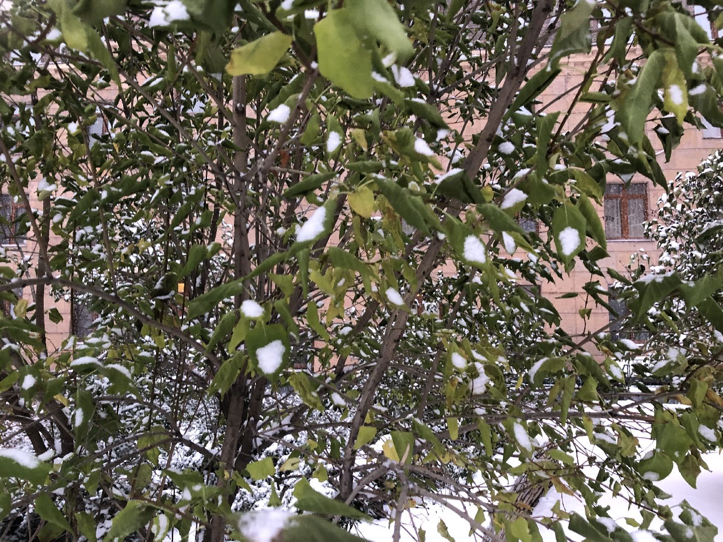 Снег, химки, подмосковье,