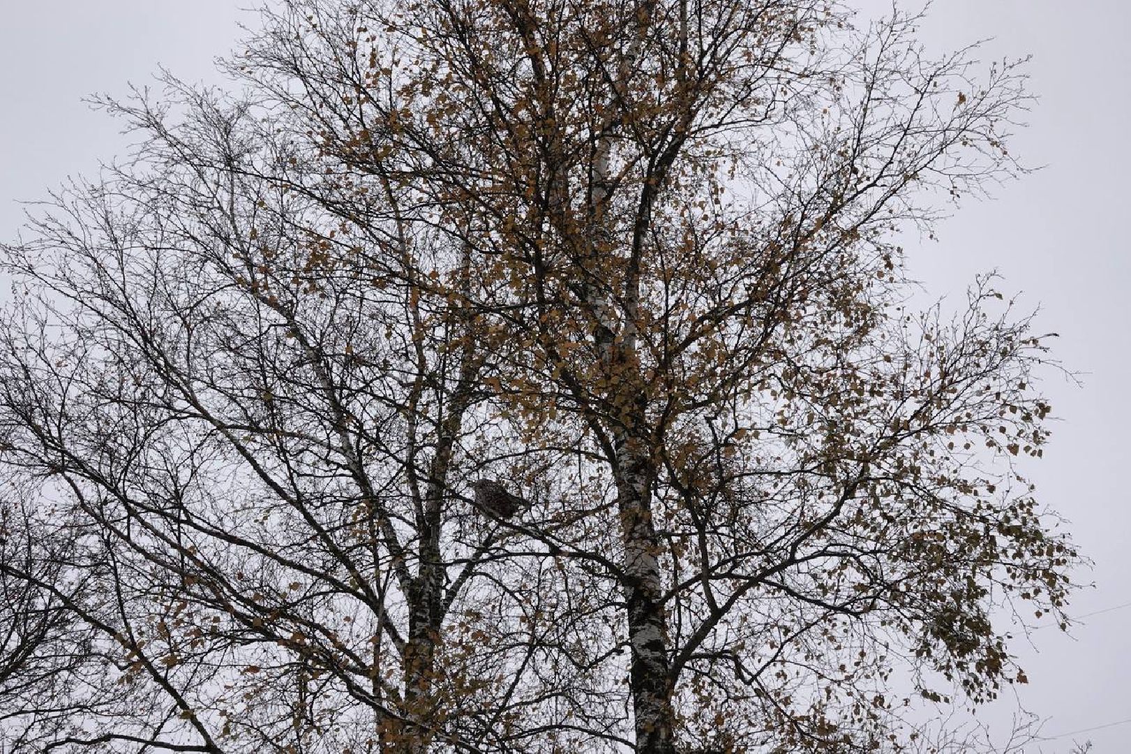 Сергиев Посад, Сергиево-Посадский городской округ, Сова, Спасатели, Общество, Жители, Птицы, Спасение,