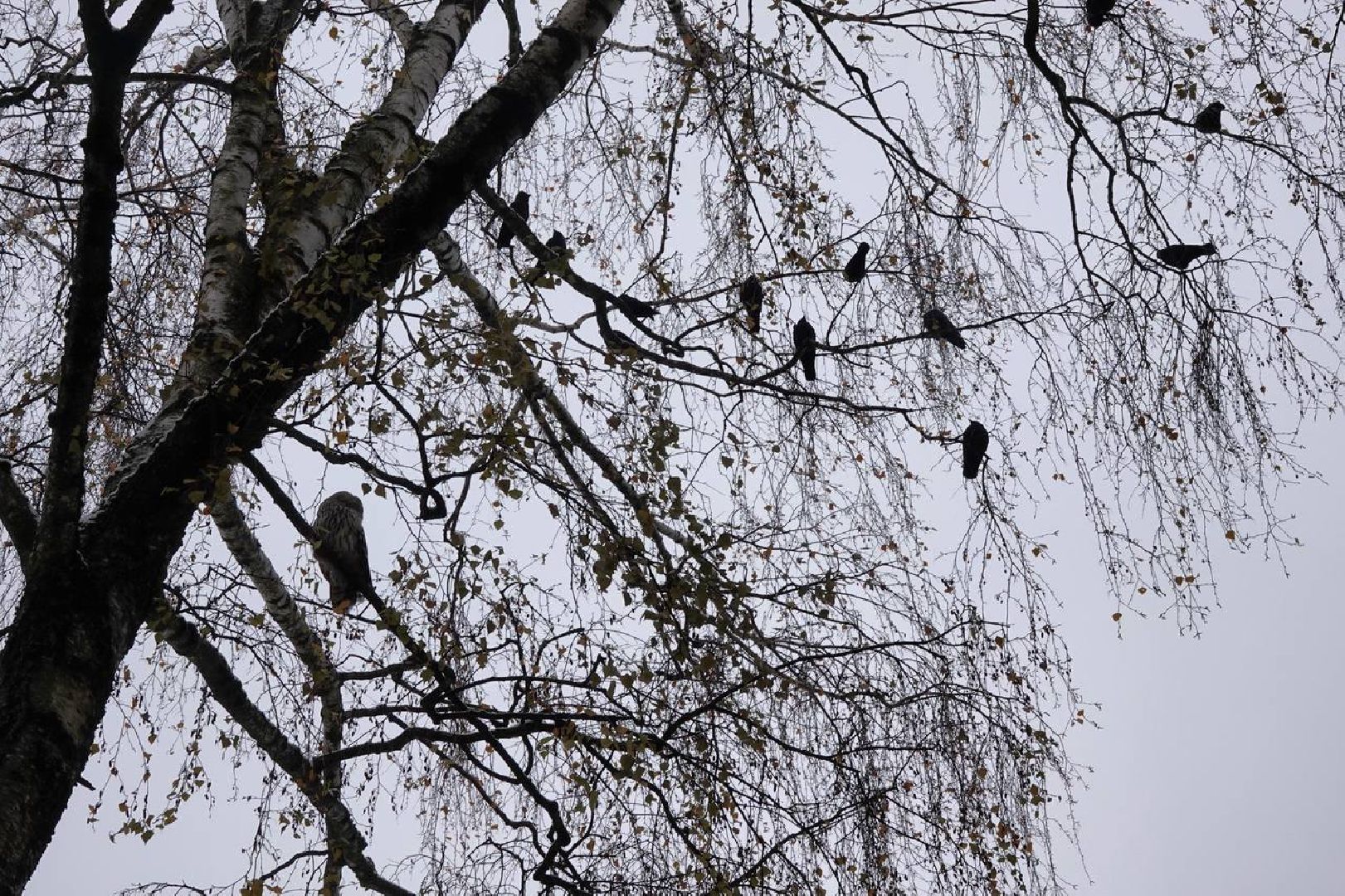 Сергиев Посад, Сергиево-Посадский городской округ, Сова, Спасатели, Общество, Жители, Птицы, Спасение,