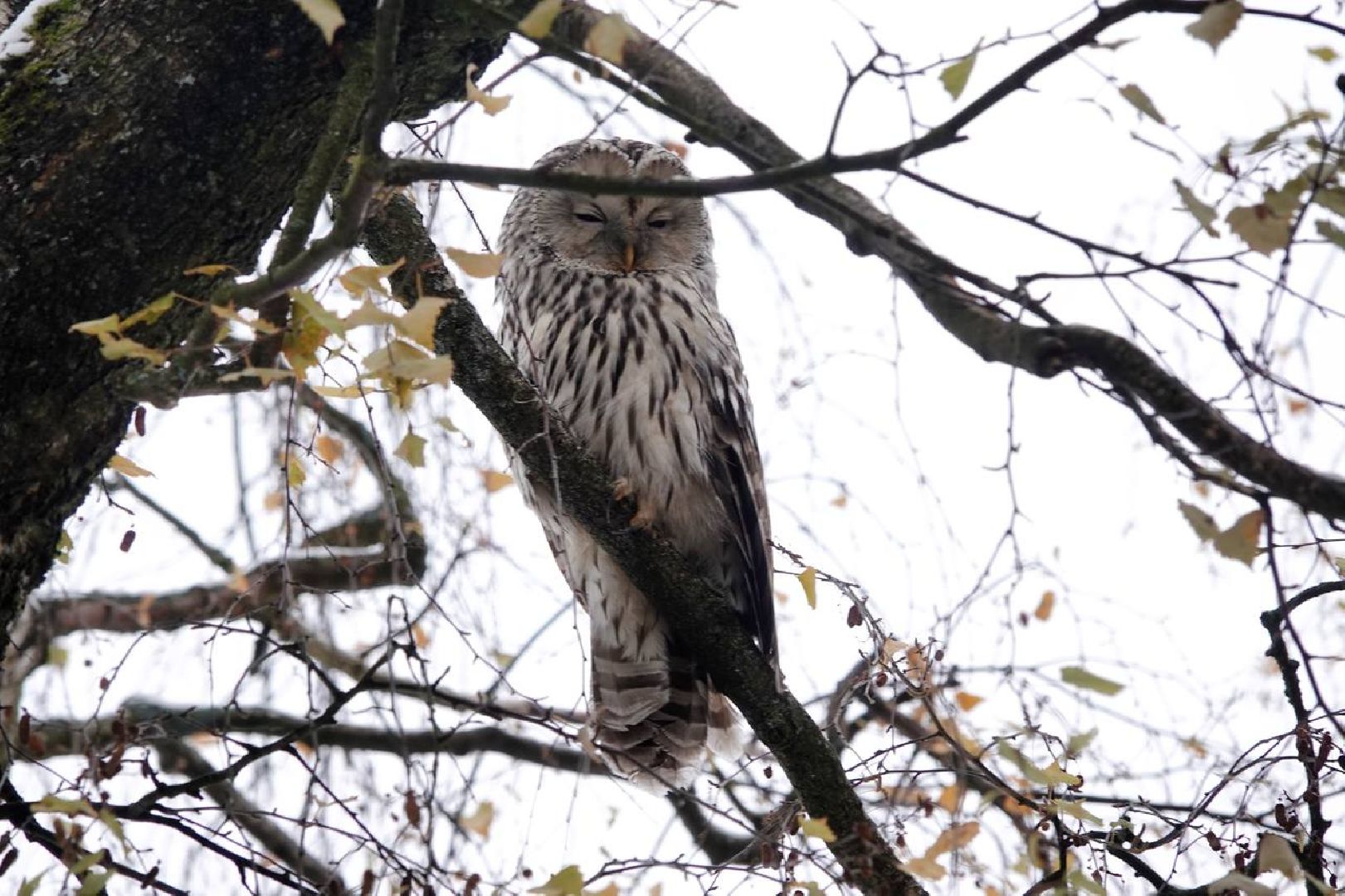 Сергиев Посад, Сергиево-Посадский городской округ, Сова, Спасатели, Общество, Жители, Птицы, Спасение,