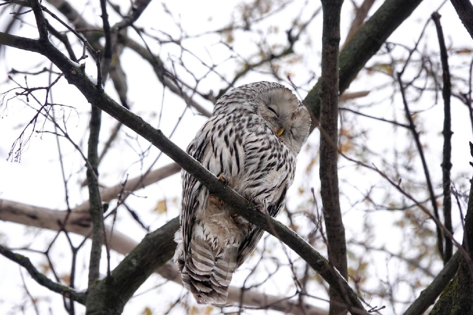 Сергиев Посад, Сергиево-Посадский городской округ, Сова, Спасатели, Общество, Жители, Птицы, Спасение,