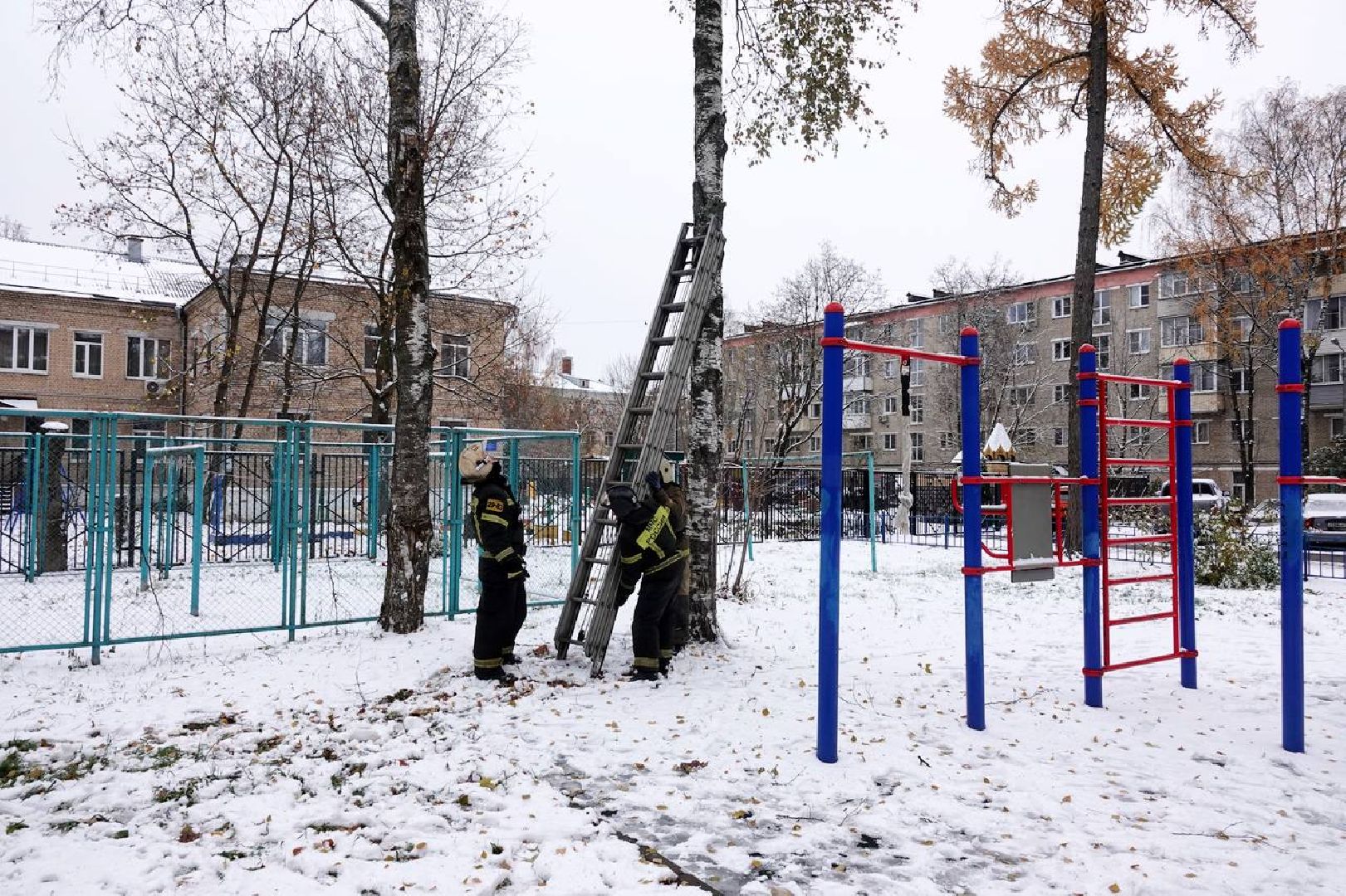 Сергиев Посад, Сергиево-Посадский городской округ, Сова, Спасатели, Общество, Жители, Птицы, Спасение,