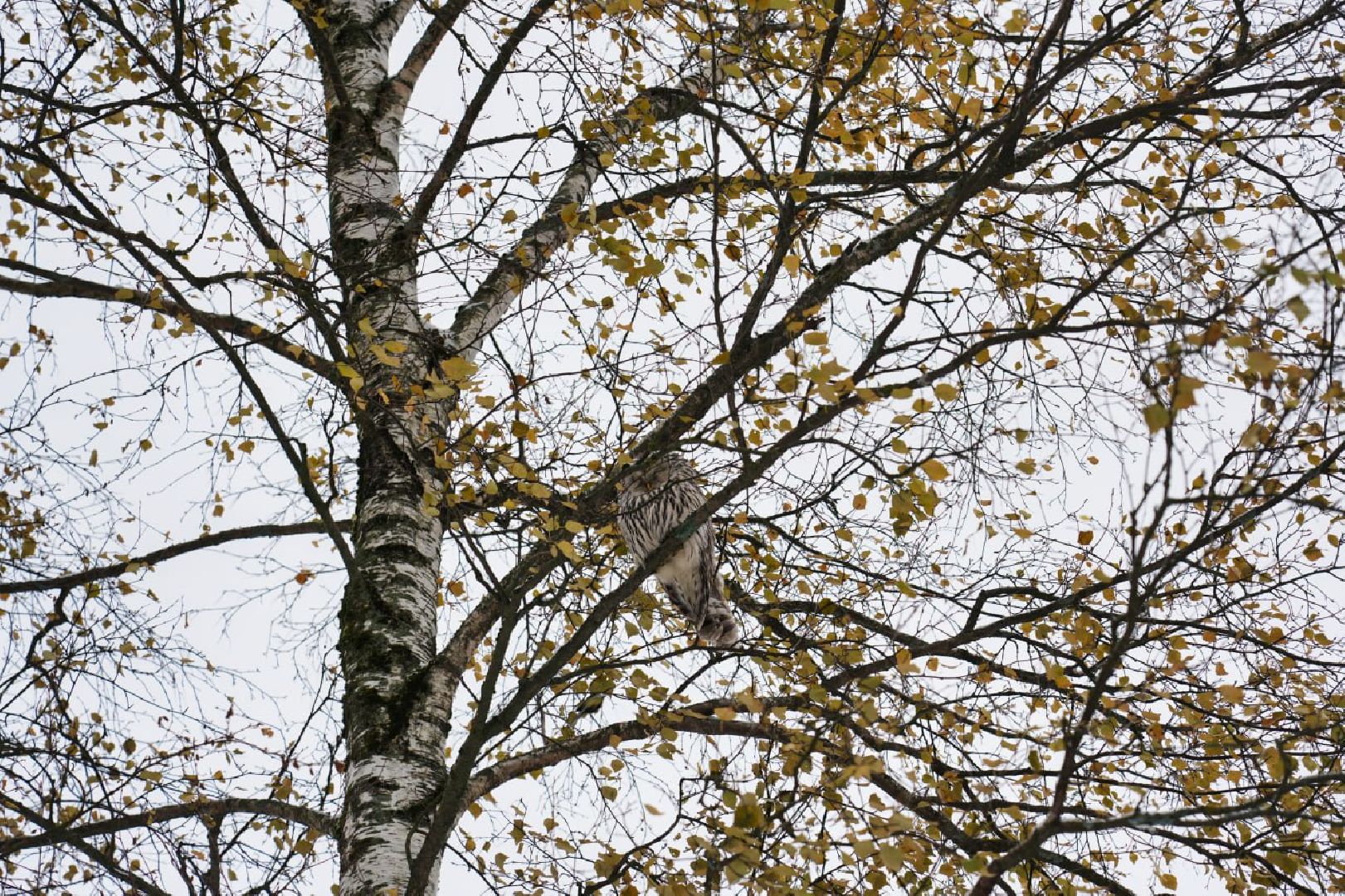 Сергиев Посад, Сергиево-Посадский городской округ, Сова, Спасатели, Общество, Жители, Птицы, Спасение,