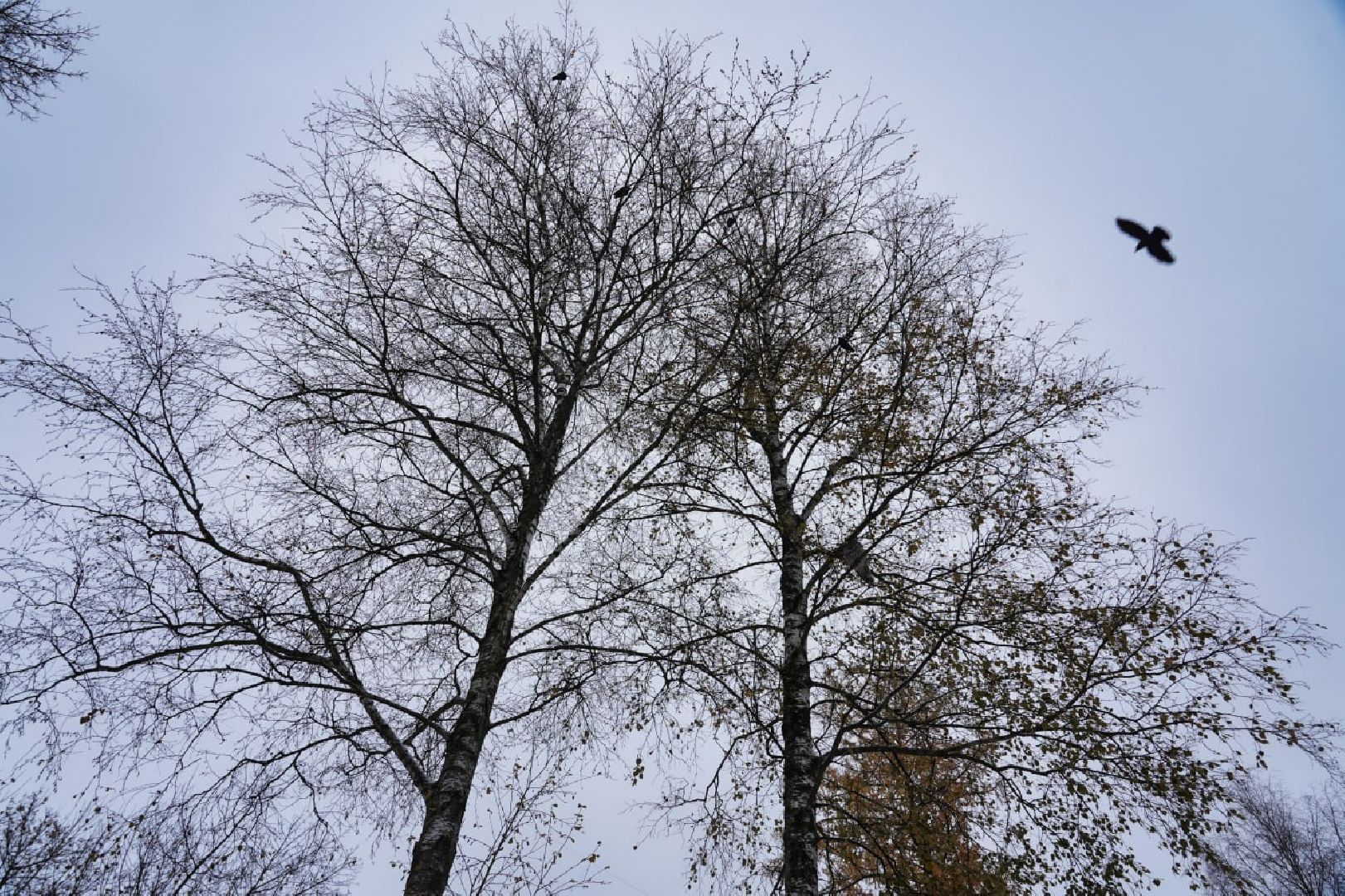 Сергиев Посад, Сергиево-Посадский городской округ, Сова, Спасатели, Общество, Жители, Птицы, Спасение,