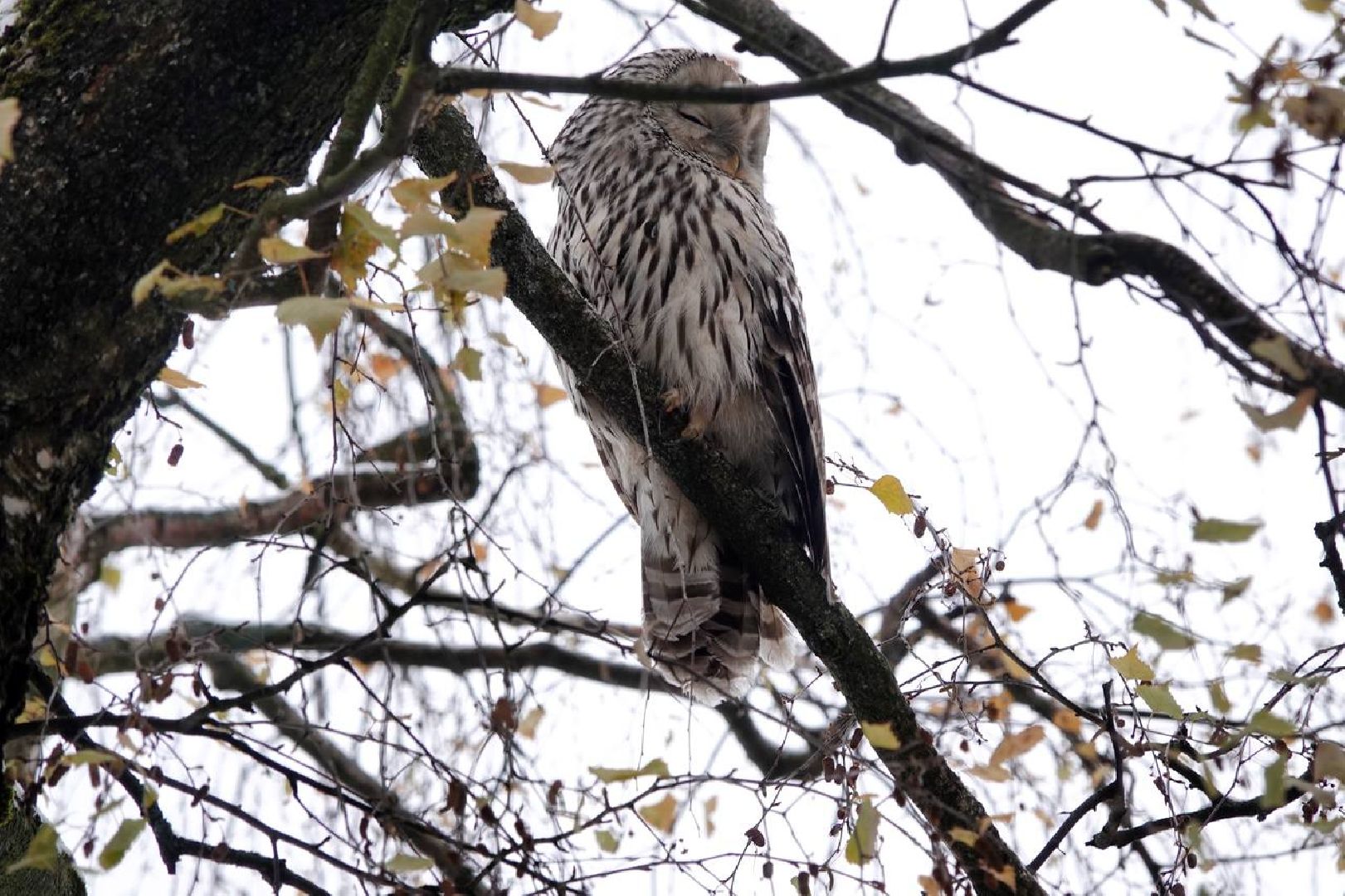 Сергиев Посад, Сергиево-Посадский городской округ, Сова, Спасатели, Общество, Жители, Птицы, Спасение,