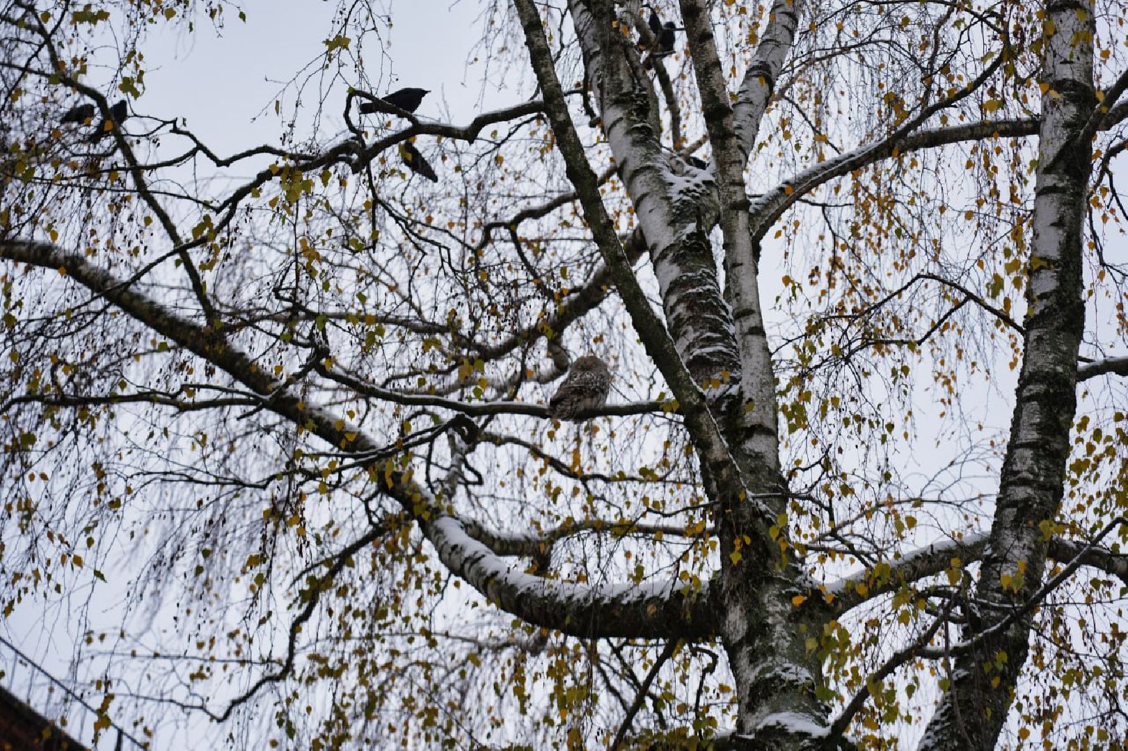 Сергиев Посад, Сергиево-Посадский городской округ, Сова, Спасатели, Общество, Жители, Птицы, Спасение,