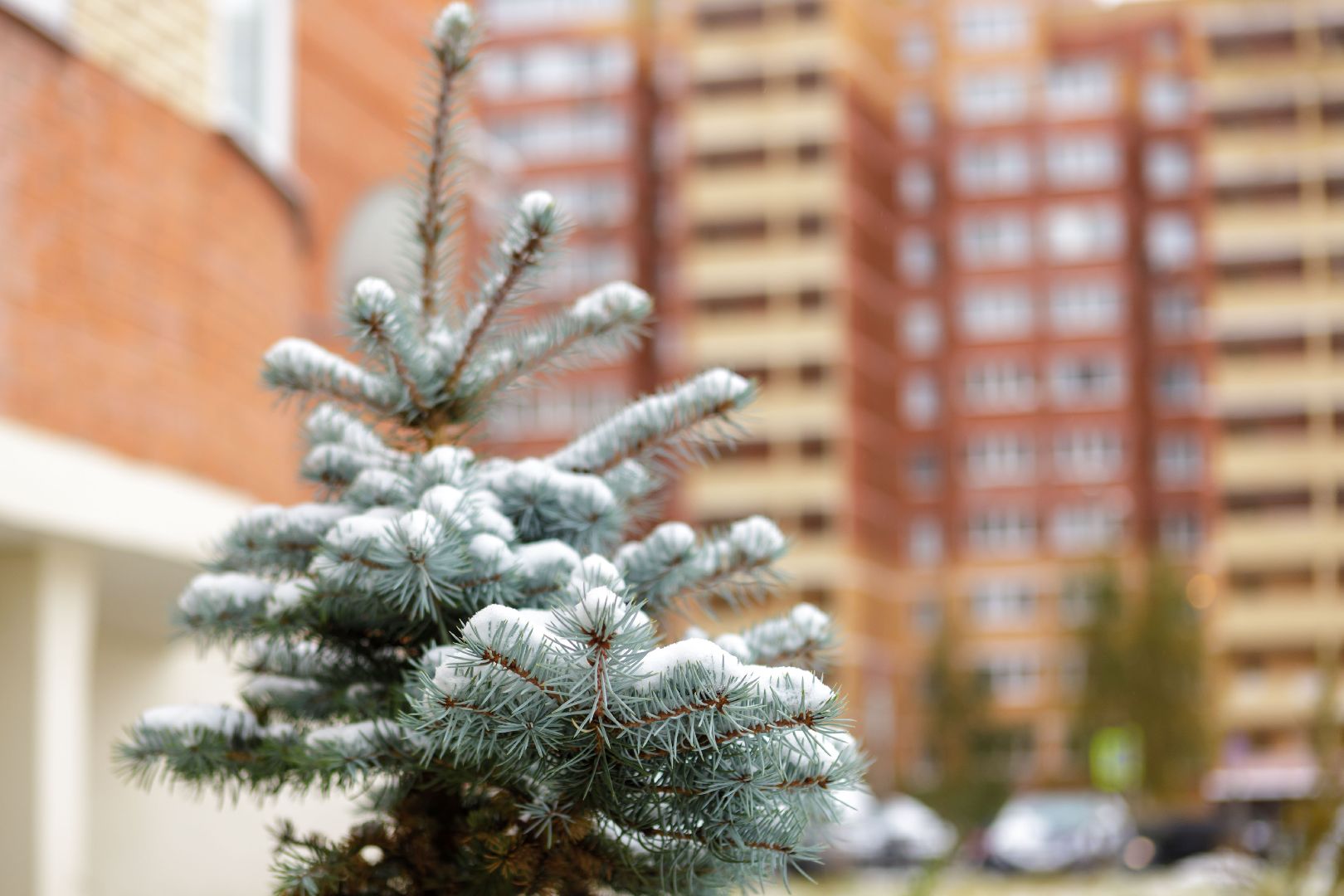 Люберцы, туристы, отдых, новый год, горнолыжные курорты России,