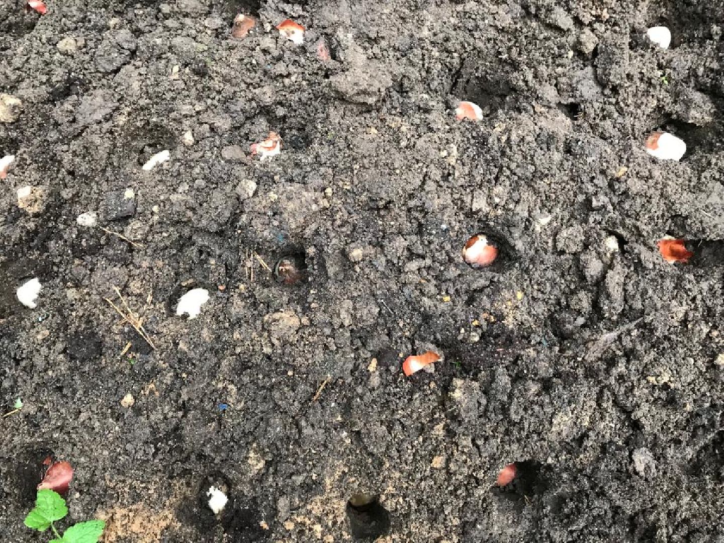 Экопионеры, Детское волонтерское экодвижение, Зеленый патруль, дети с овз, наро-фоминск,