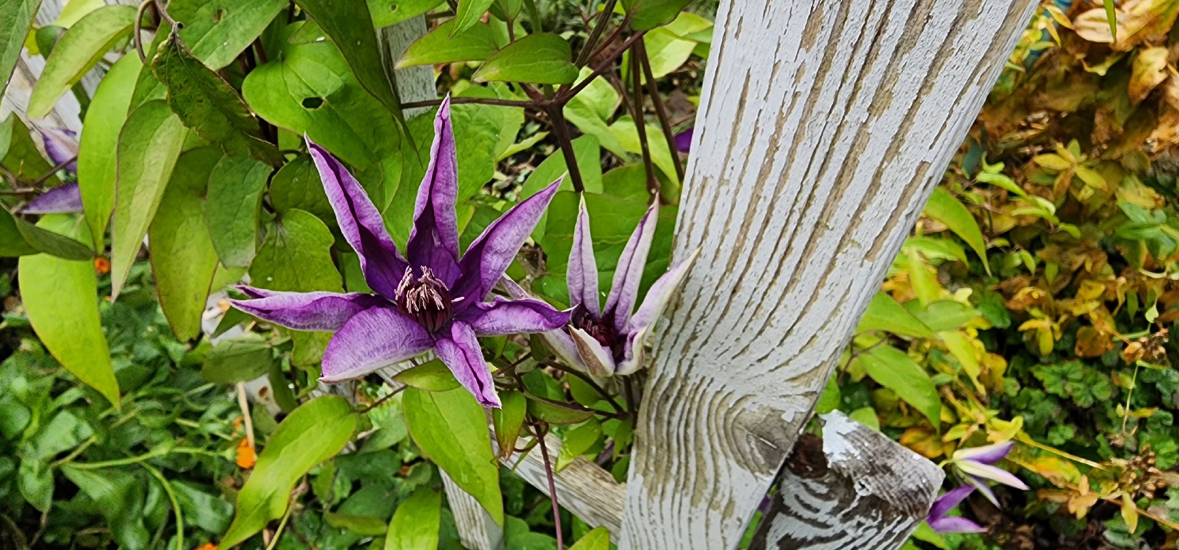 Коломна, лучший двор, конкурс,