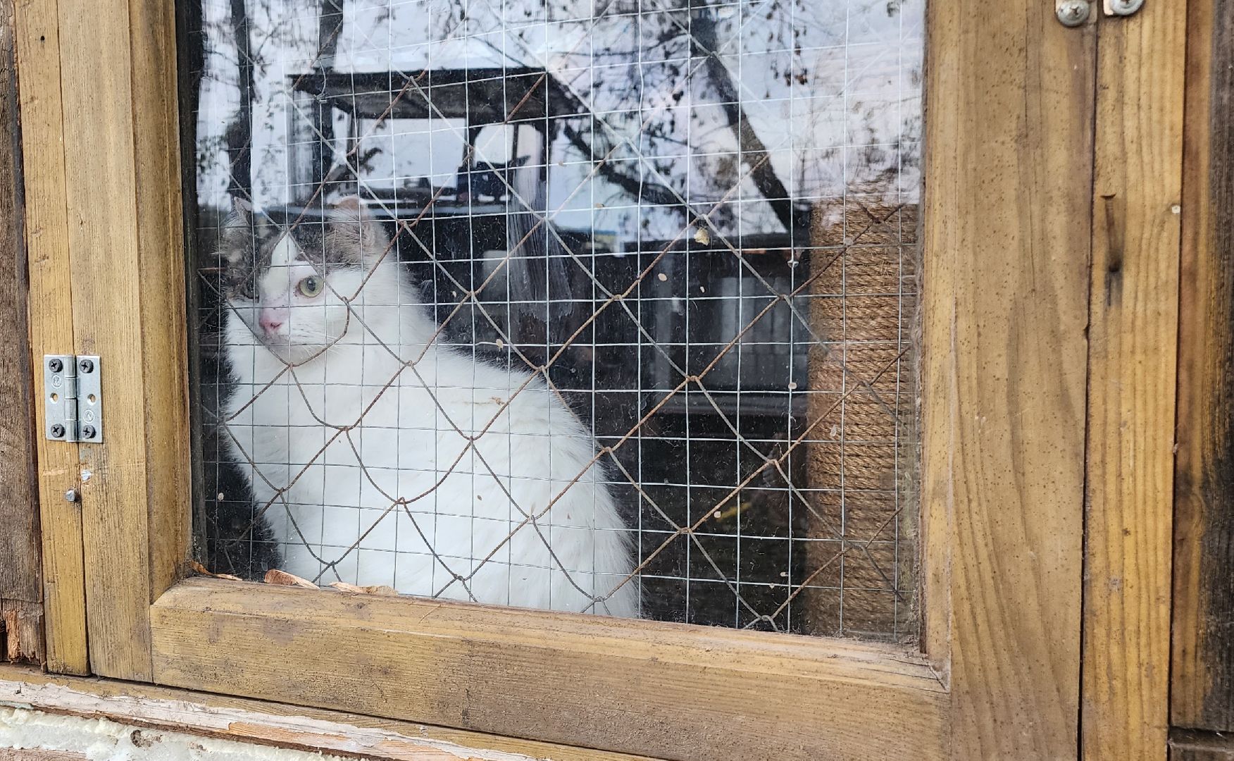 Коломна, волонтеры, бездомные животные,