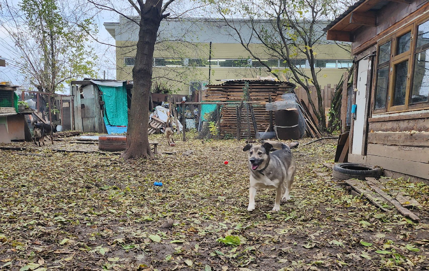 Коломна, волонтеры, бездомные животные,