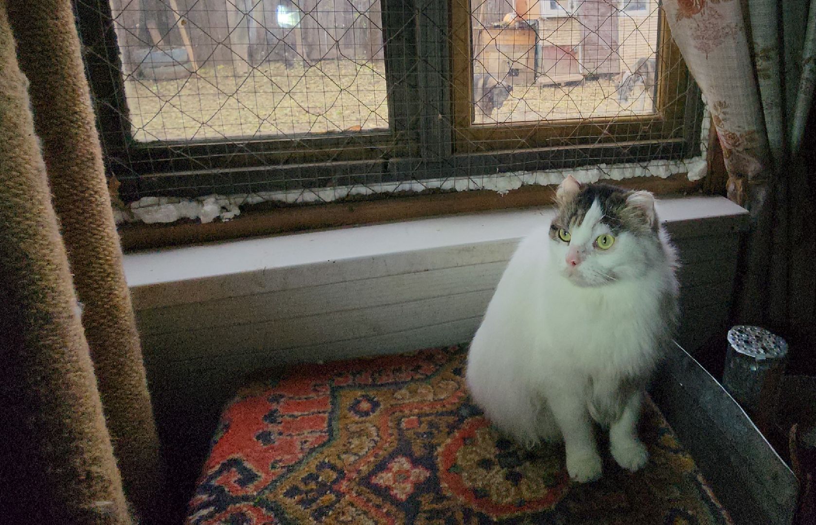 Коломна, волонтеры, бездомные животные,