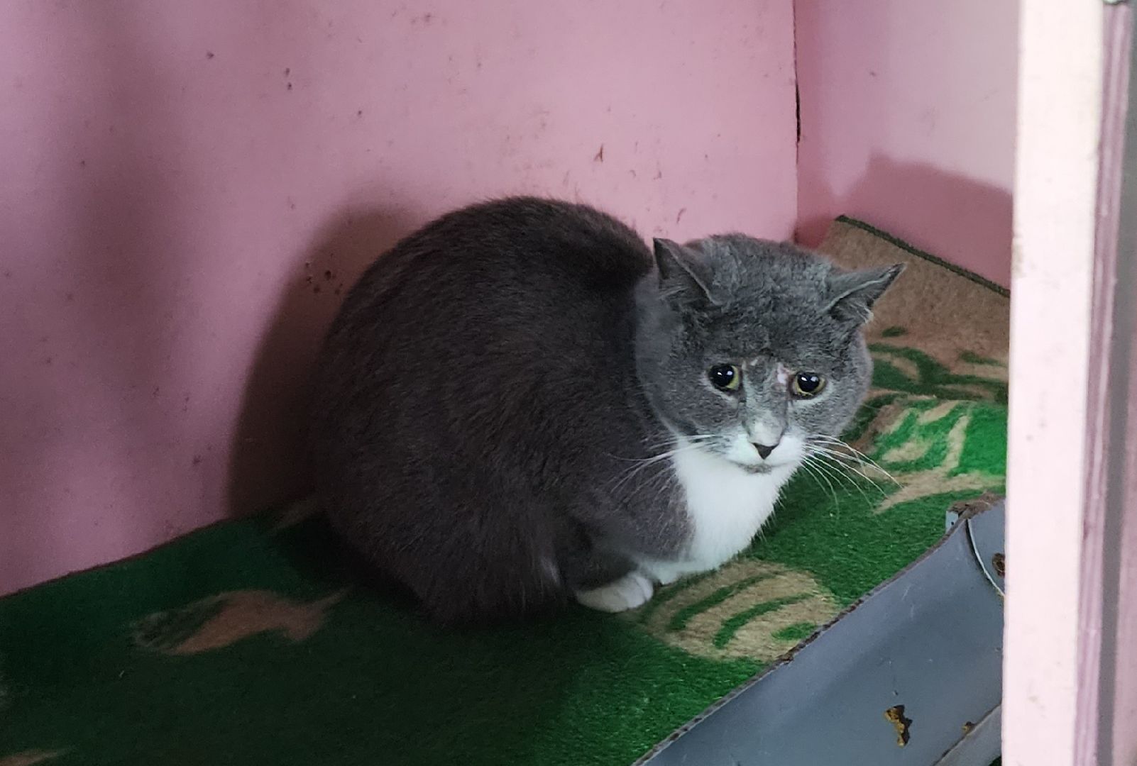 Коломна, волонтеры, бездомные животные,