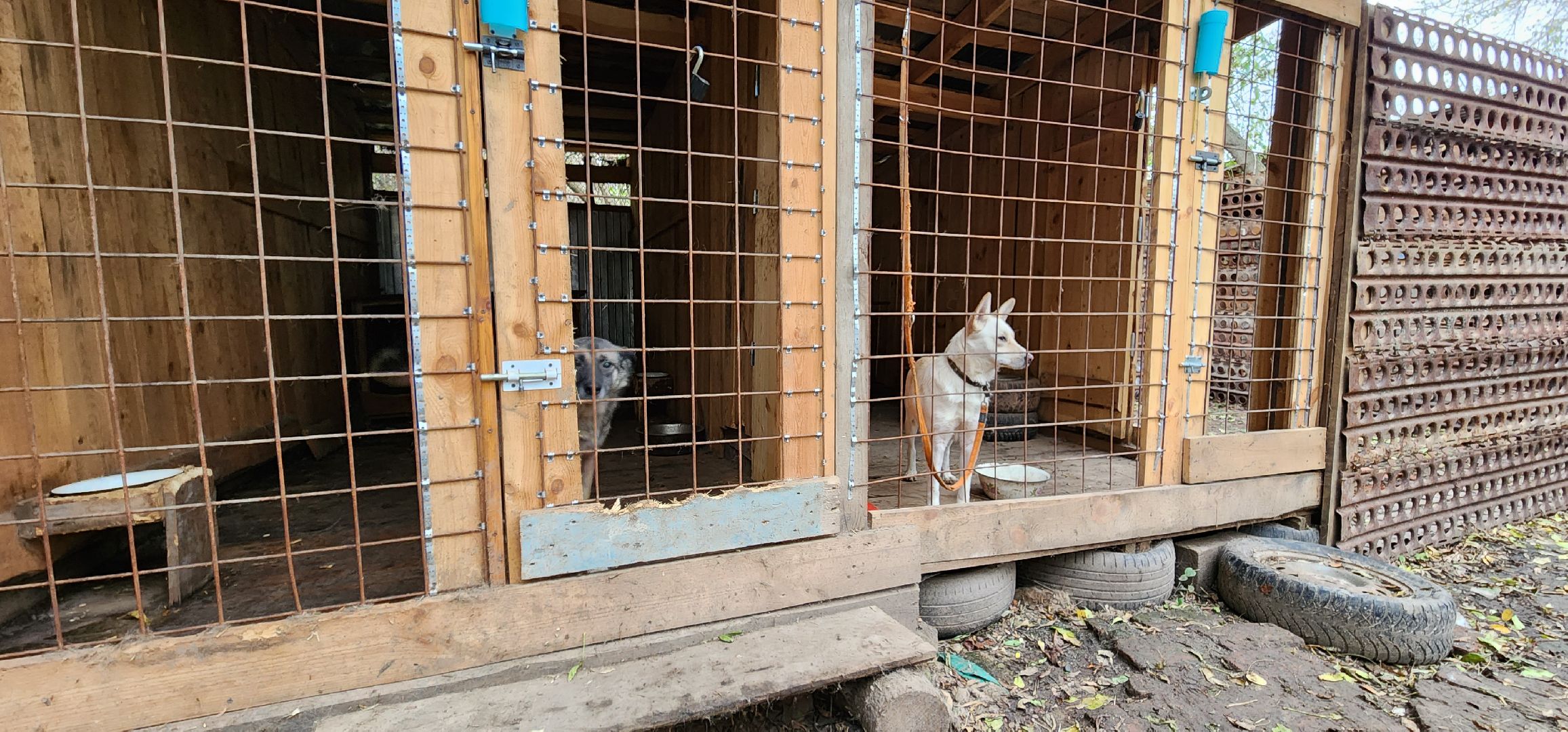 Коломна, волонтеры, бездомные животные,