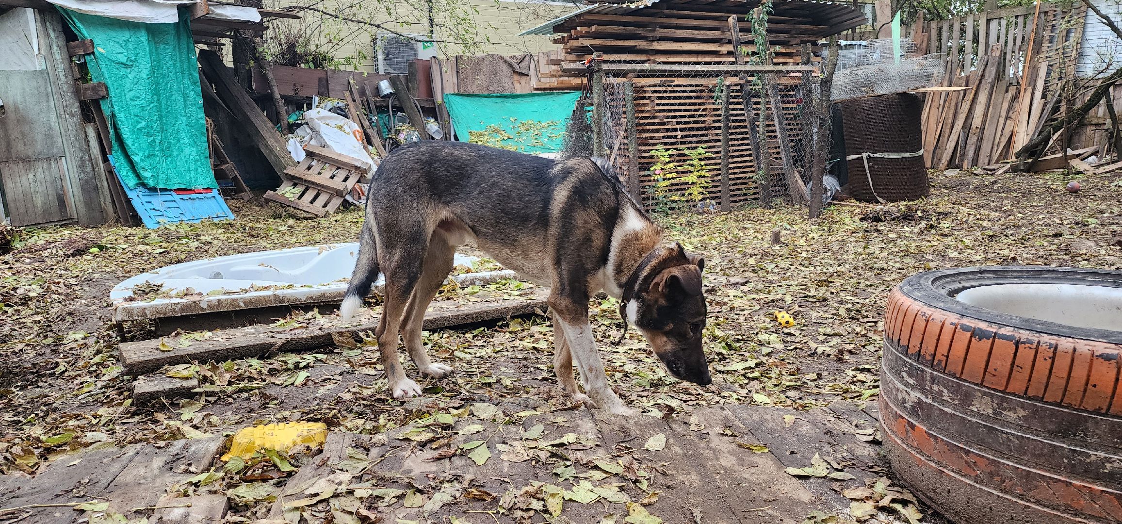 Коломна, волонтеры, бездомные животные,