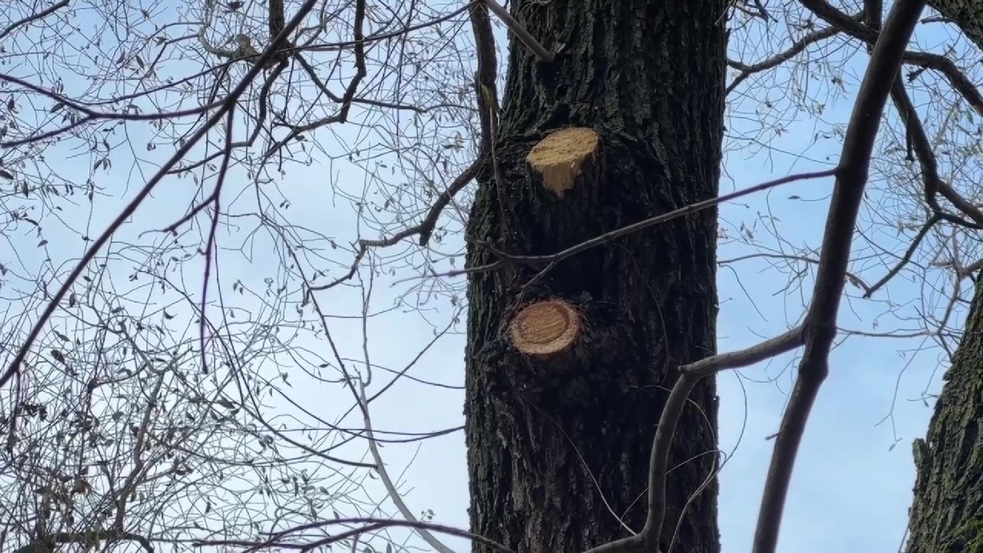 Реутов, деревья, опиловка, дендрологи,