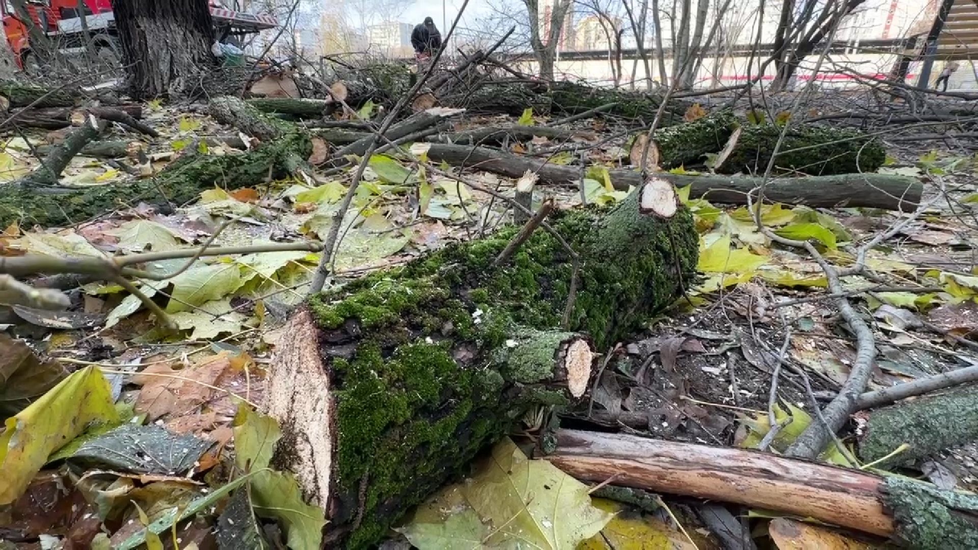 Реутов, деревья, опиловка, дендрологи,