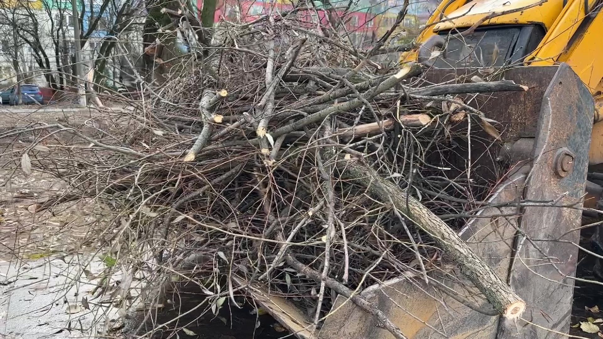 Реутов, деревья, опиловка, дендрологи,