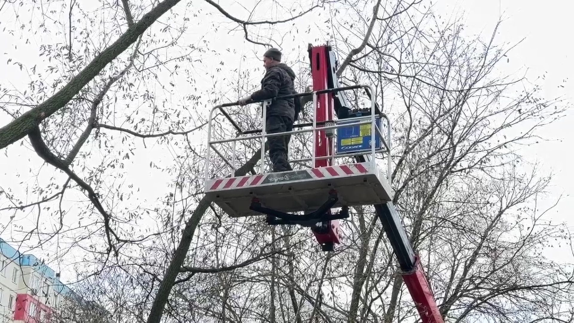 Реутов, деревья, опиловка, дендрологи,