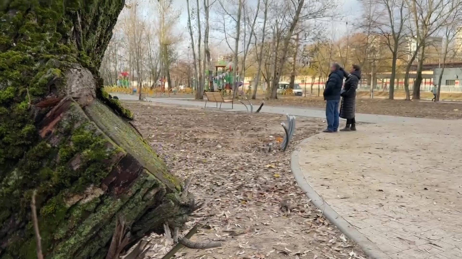 Реутов, деревья, опиловка, дендрологи,