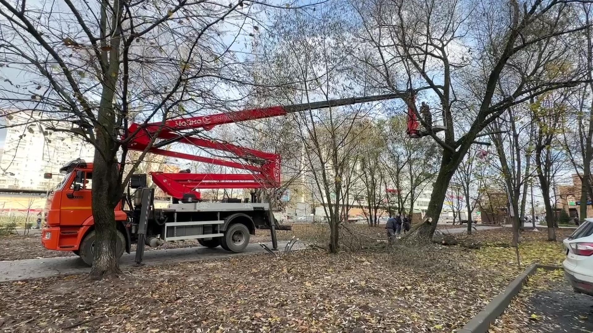 Реутов, деревья, опиловка, дендрологи,