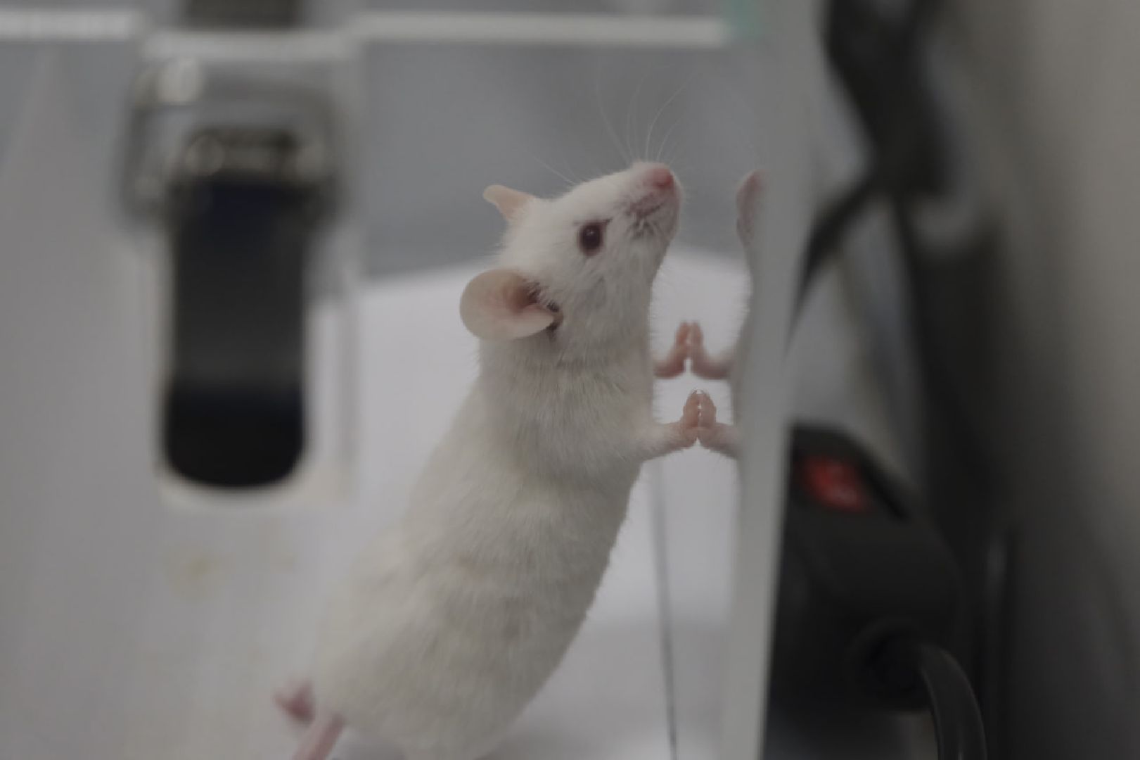 пущино, наука, медицина, премия губернатора,