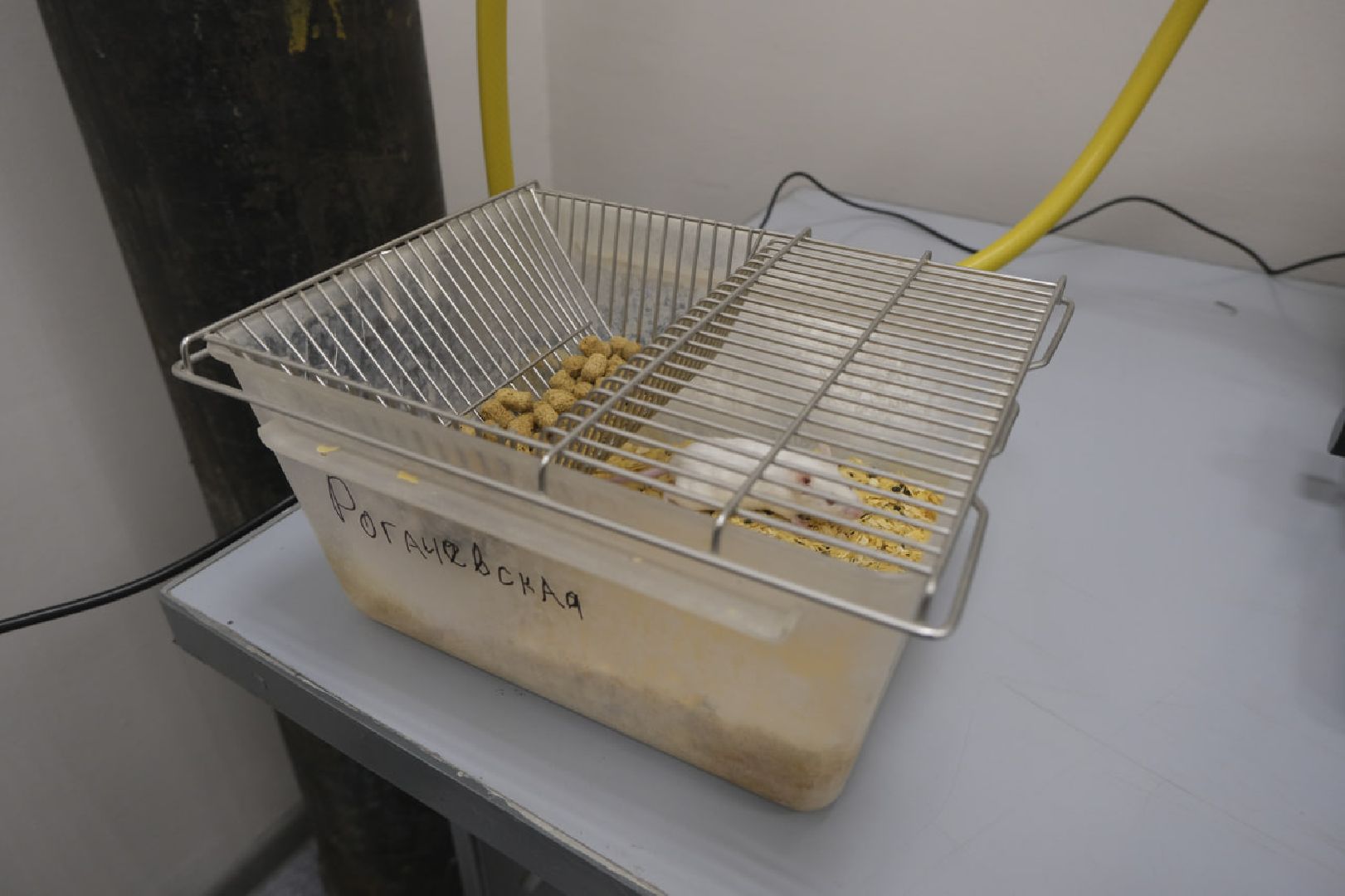 пущино, наука, медицина, премия губернатора,