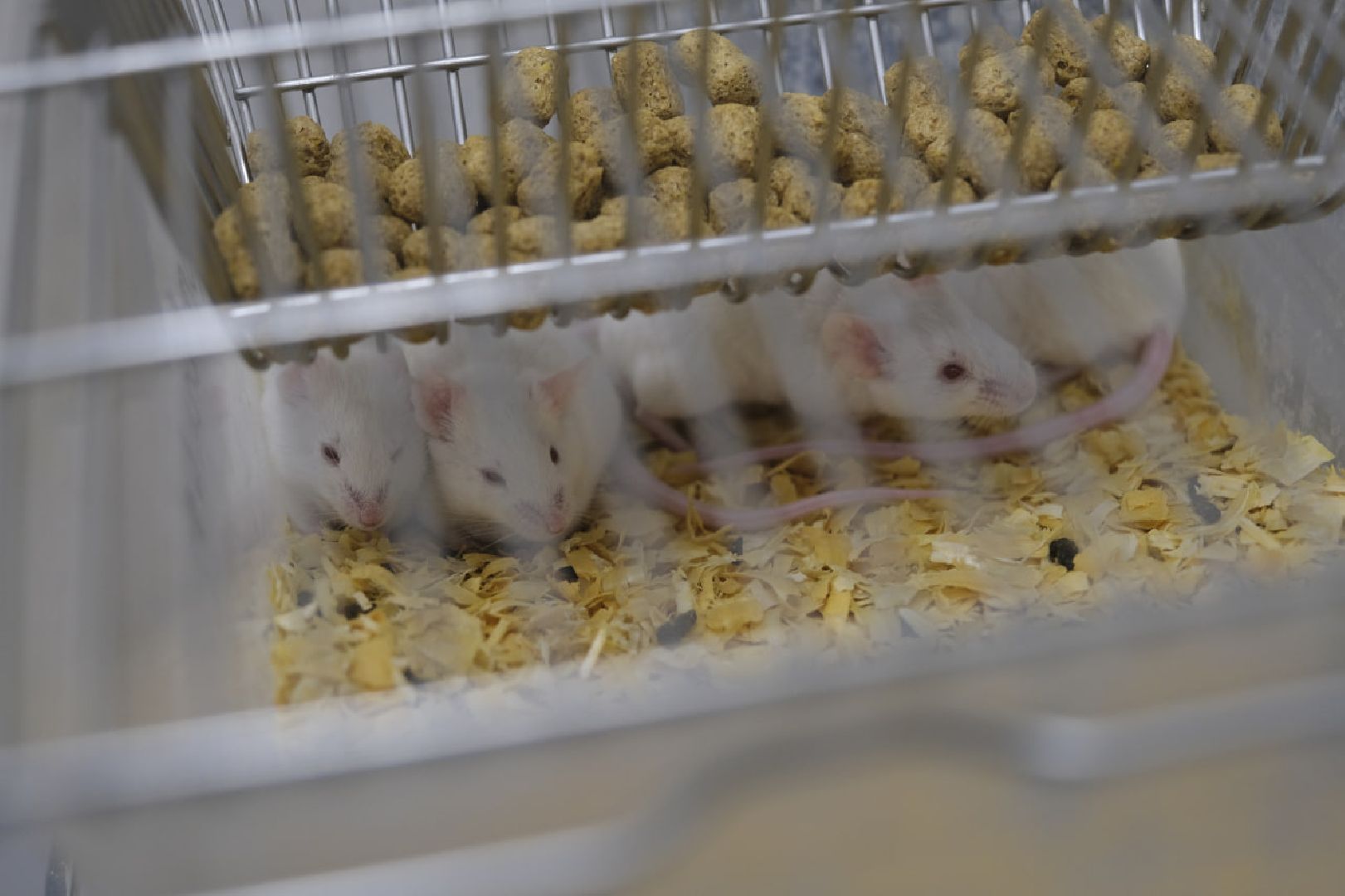 пущино, наука, медицина, премия губернатора,