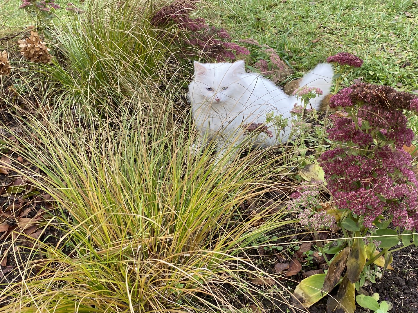 волоколамск, озеленение, озеленение двора, цветники, мнение,