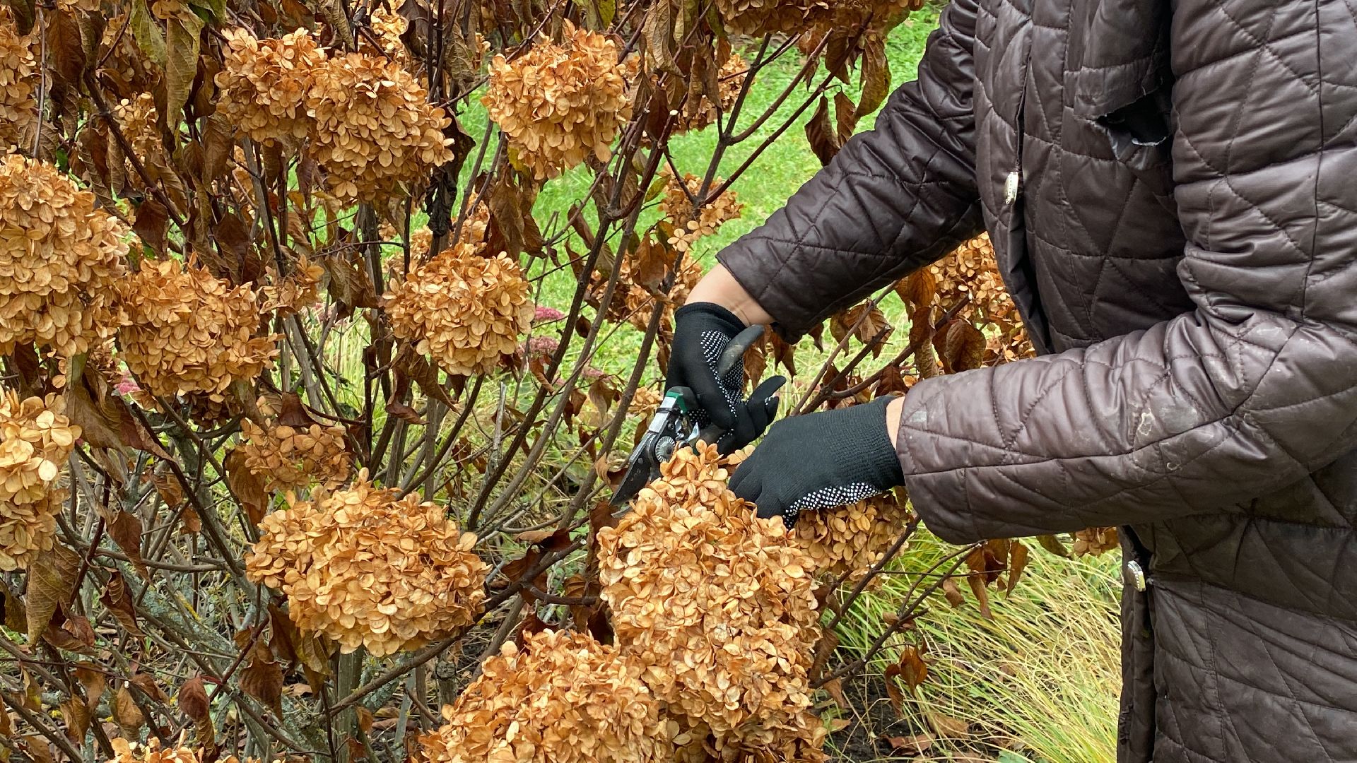 волоколамск, озеленение, озеленение двора, цветники, мнение,