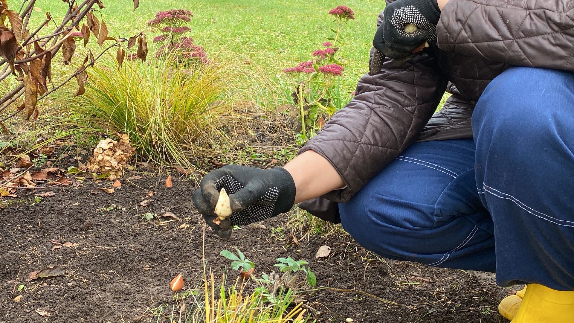 волоколамск, озеленение, озеленение двора, цветники, мнение,