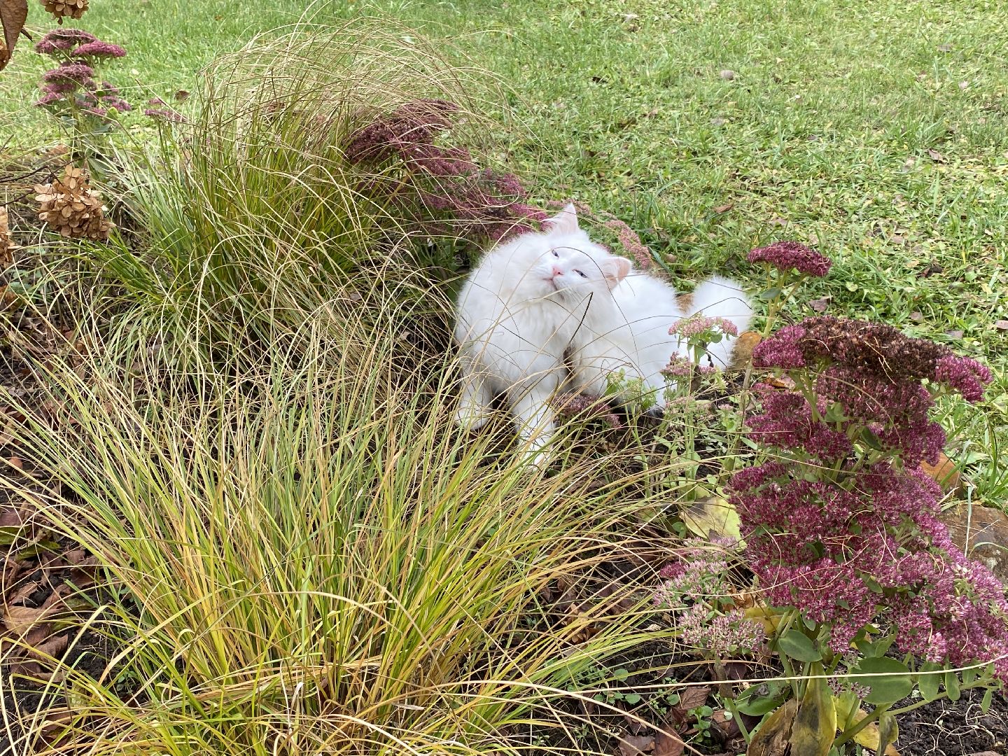 волоколамск, озеленение, озеленение двора, цветники, мнение,