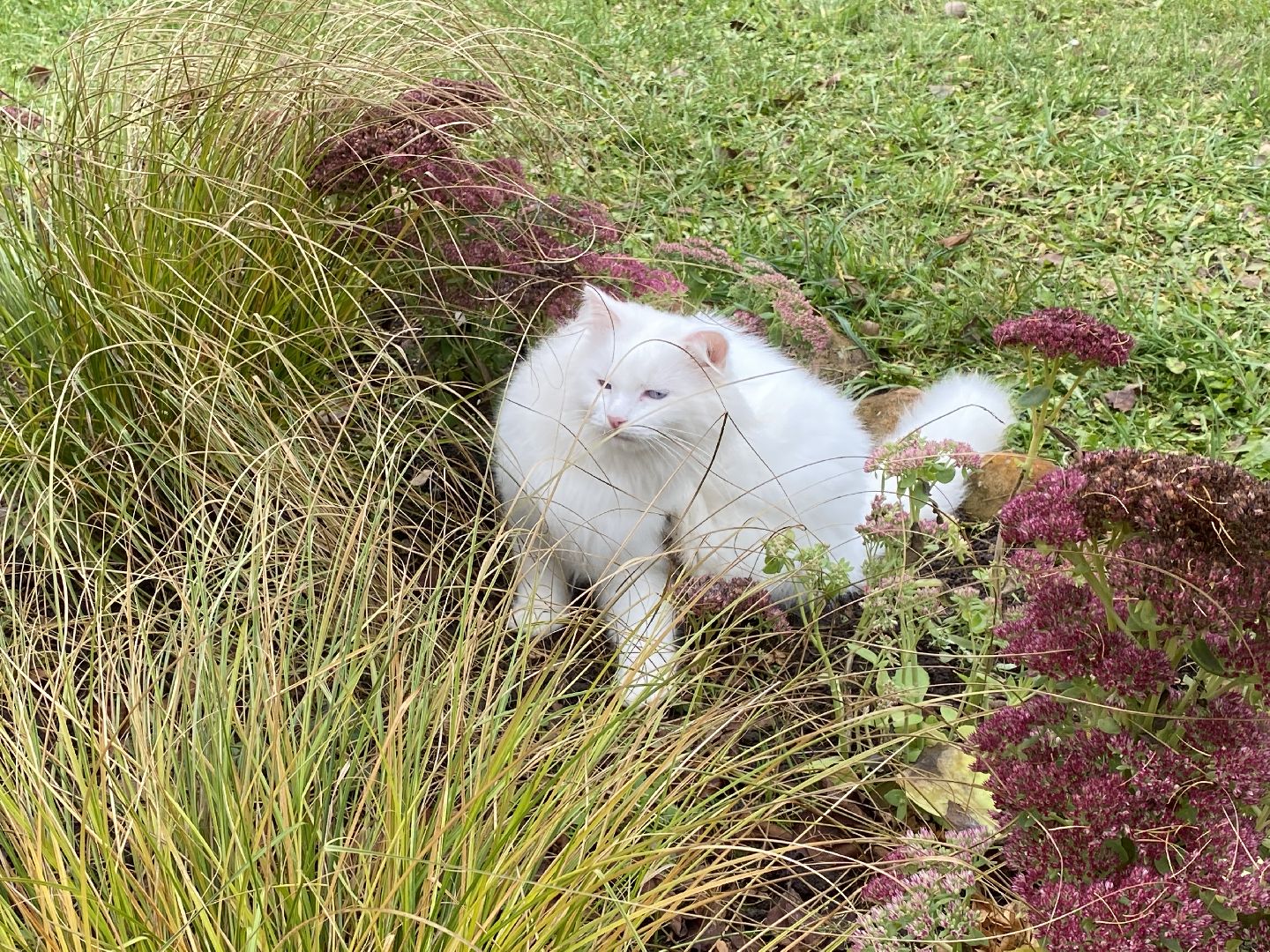 волоколамск, озеленение, озеленение двора, цветники, мнение,