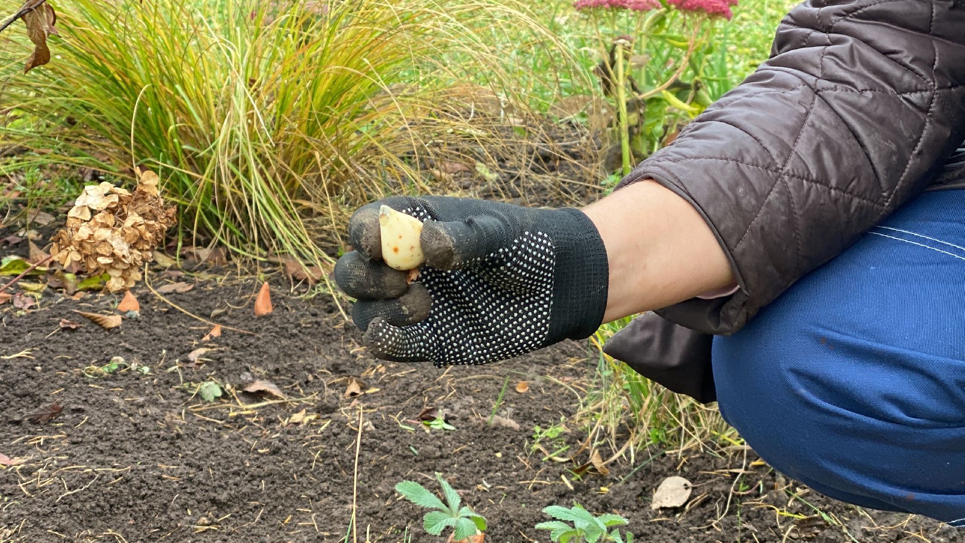 волоколамск, озеленение, озеленение двора, цветники, мнение,
