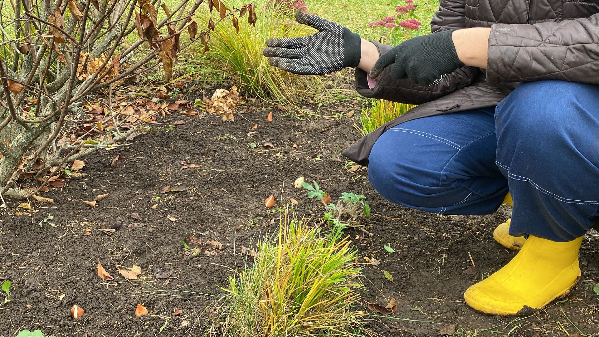 волоколамск, озеленение, озеленение двора, цветники, мнение,