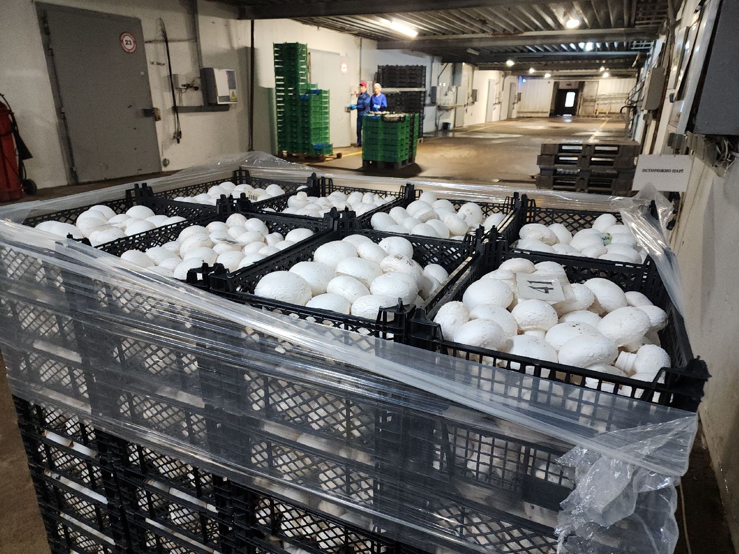 кашира, грибная компания, шампиньоны, натуральный продукт, рестораны,