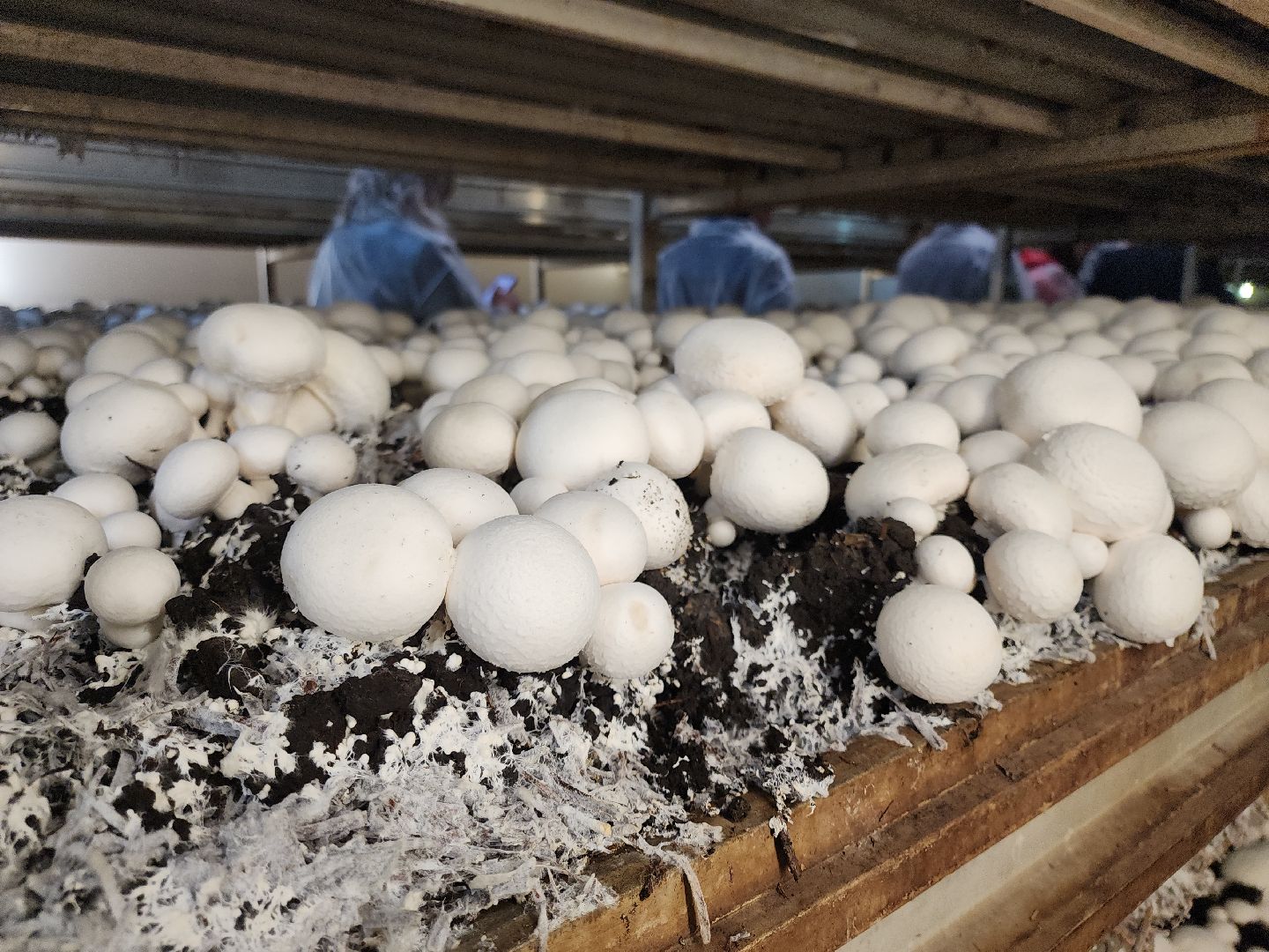 кашира, грибная компания, шампиньоны, натуральный продукт, рестораны,