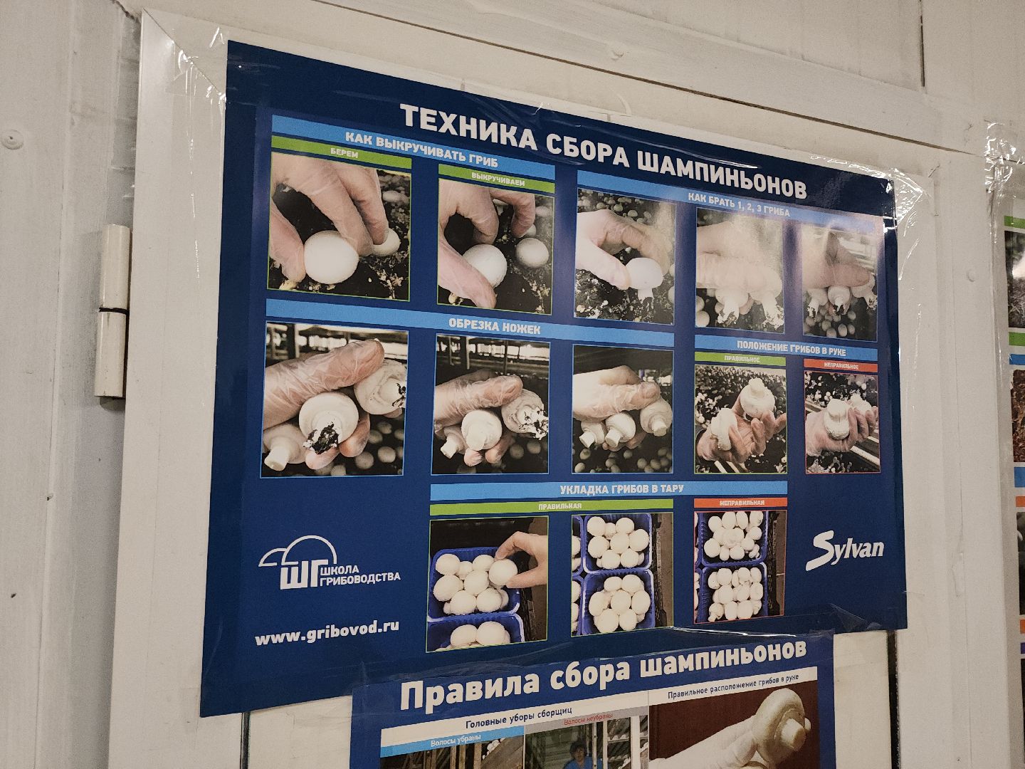 кашира, грибная компания, шампиньоны, натуральный продукт, рестораны,