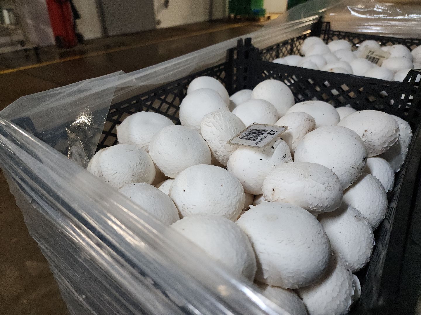 кашира, грибная компания, шампиньоны, натуральный продукт, рестораны,