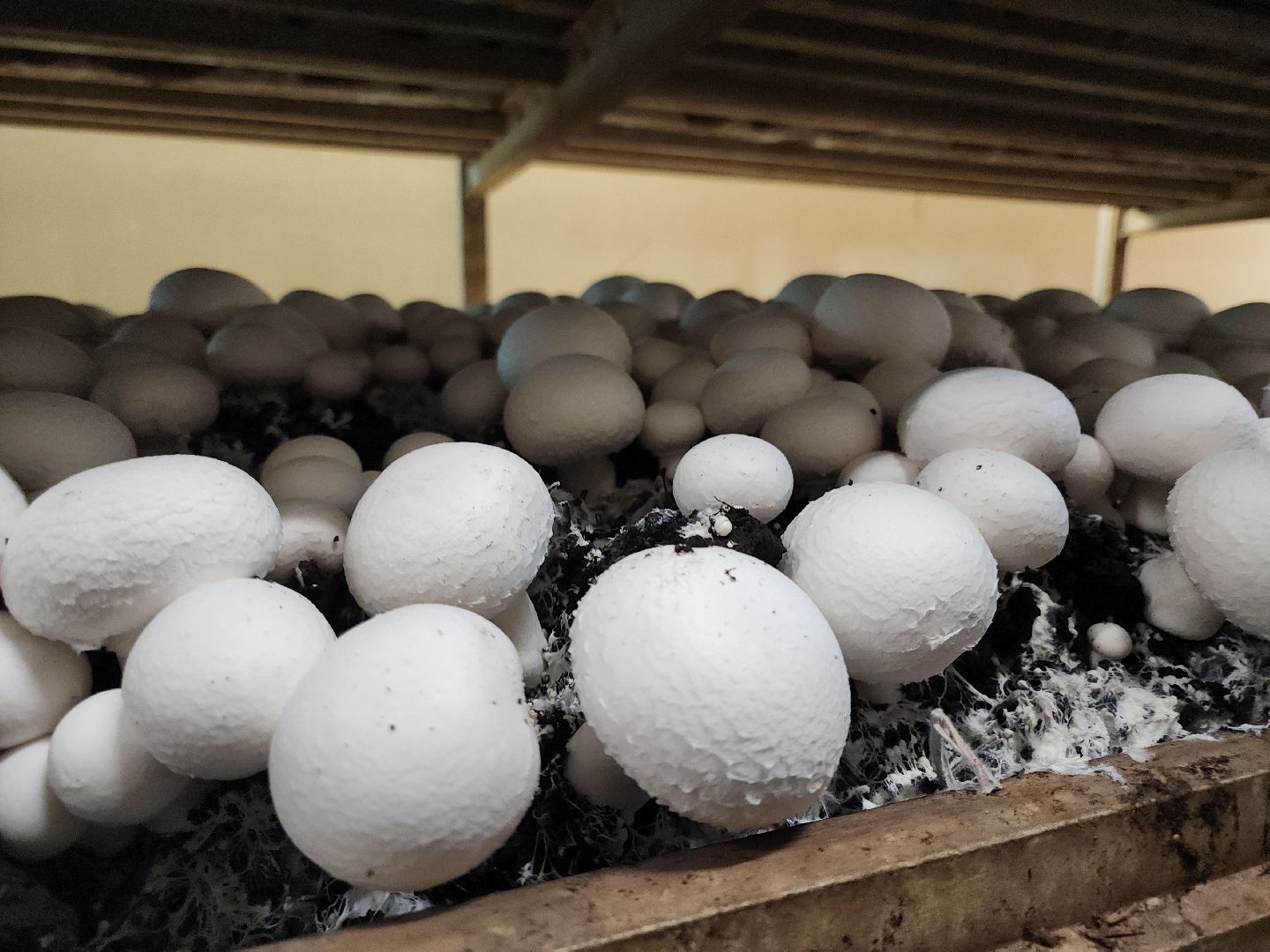 кашира, грибная компания, шампиньоны, натуральный продукт, рестораны,