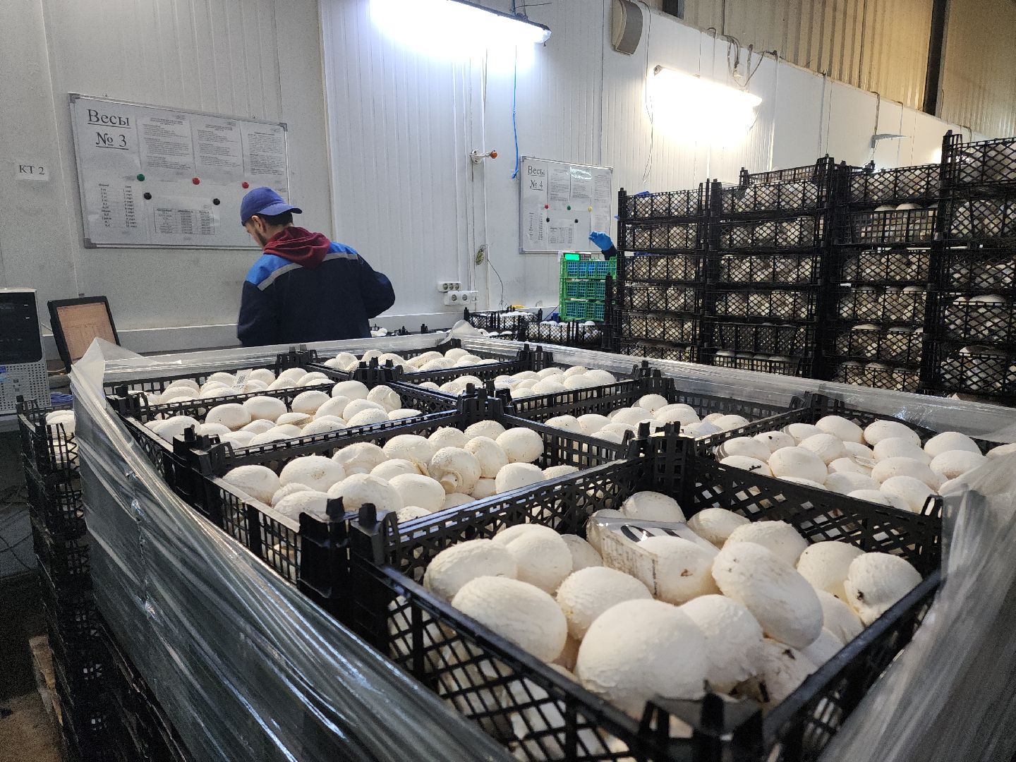 кашира, грибная компания, шампиньоны, натуральный продукт, рестораны,