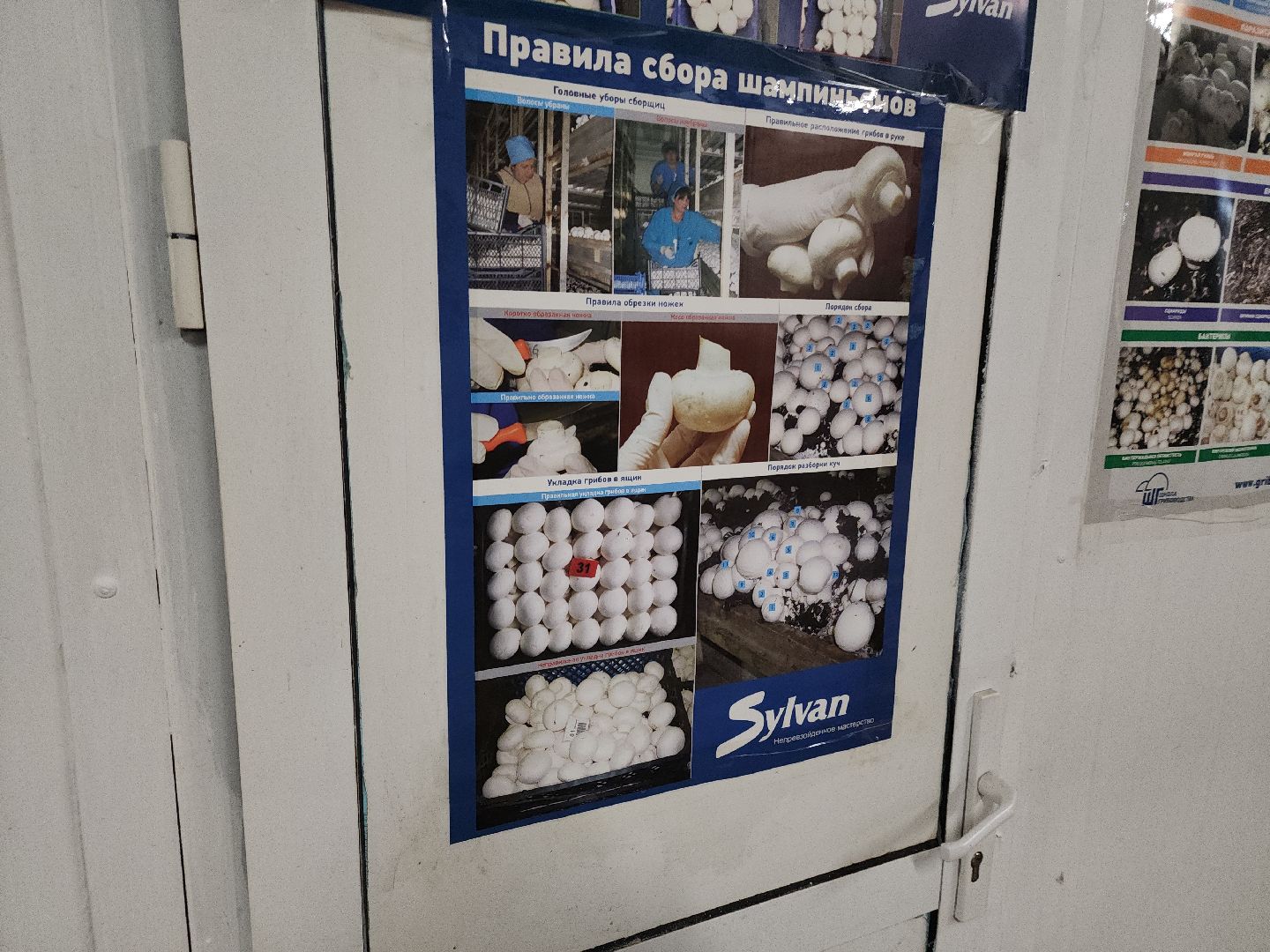 кашира, грибная компания, шампиньоны, натуральный продукт, рестораны,