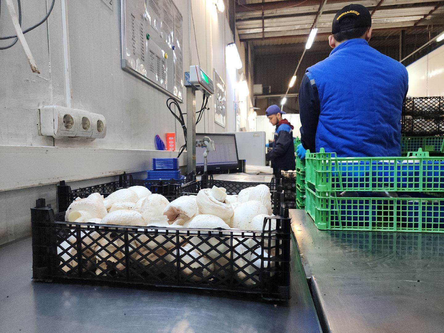 кашира, грибная компания, шампиньоны, натуральный продукт, рестораны,