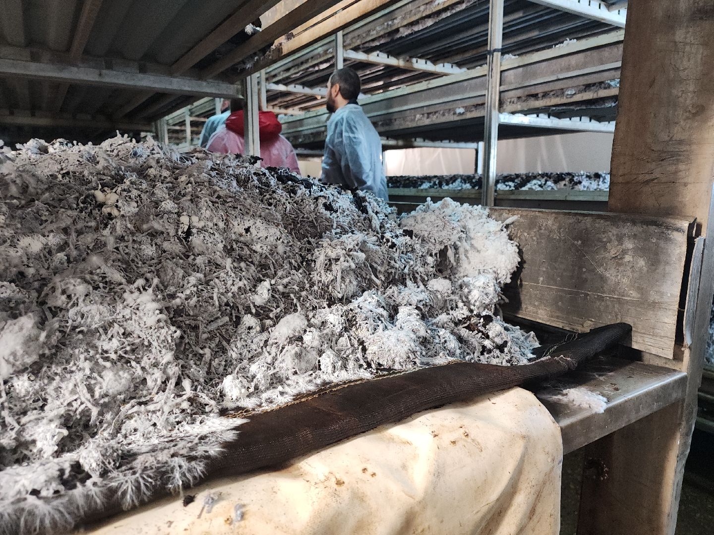 кашира, грибная компания, шампиньоны, натуральный продукт, рестораны,