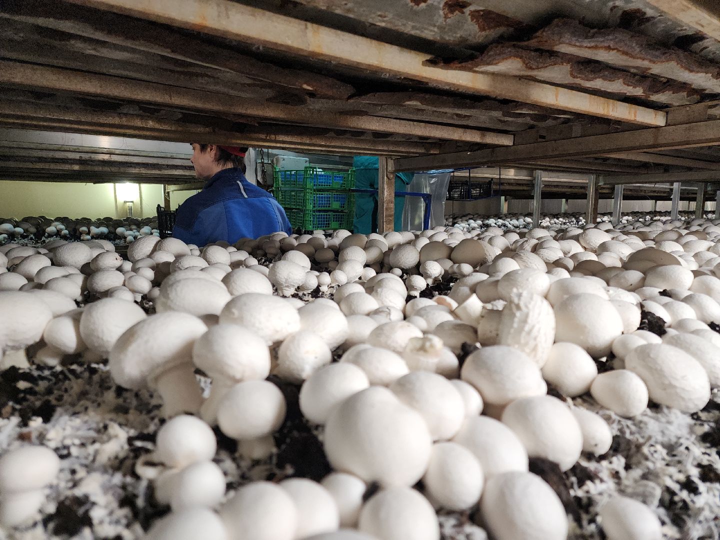 кашира, грибная компания, шампиньоны, натуральный продукт, рестораны,