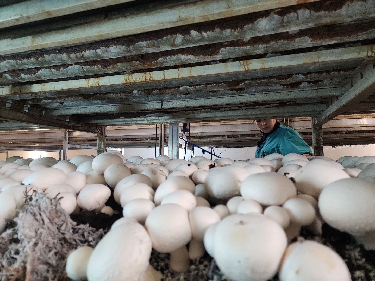 кашира, грибная компания, шампиньоны, натуральный продукт, рестораны,