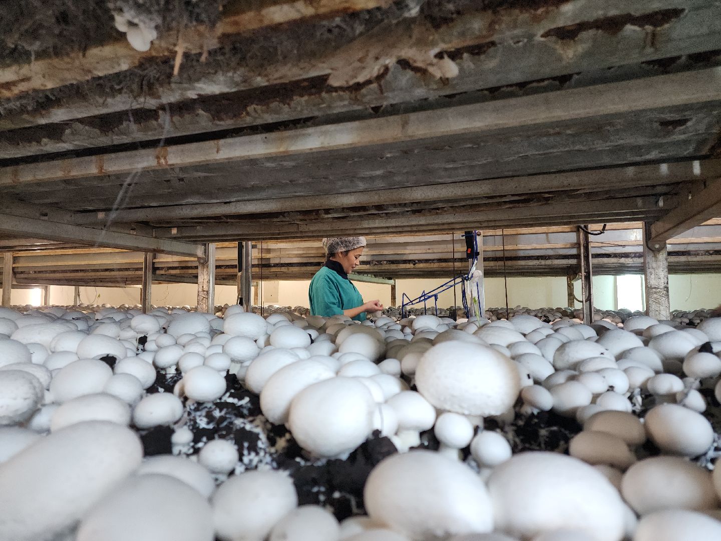 кашира, грибная компания, шампиньоны, натуральный продукт, рестораны,