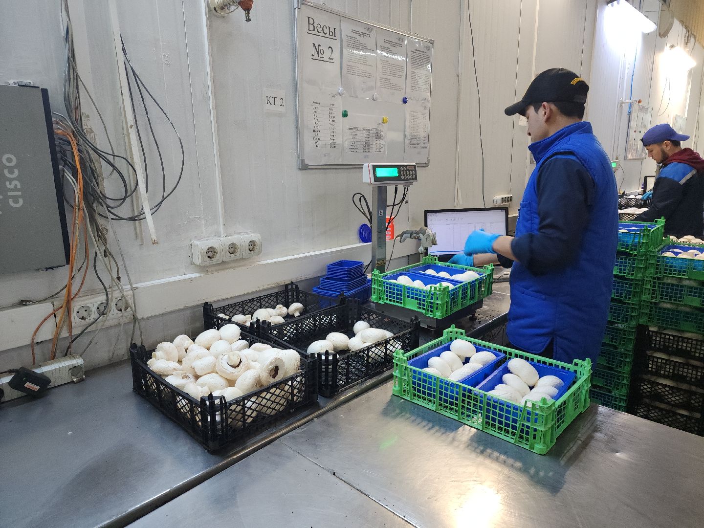 кашира, грибная компания, шампиньоны, натуральный продукт, рестораны,