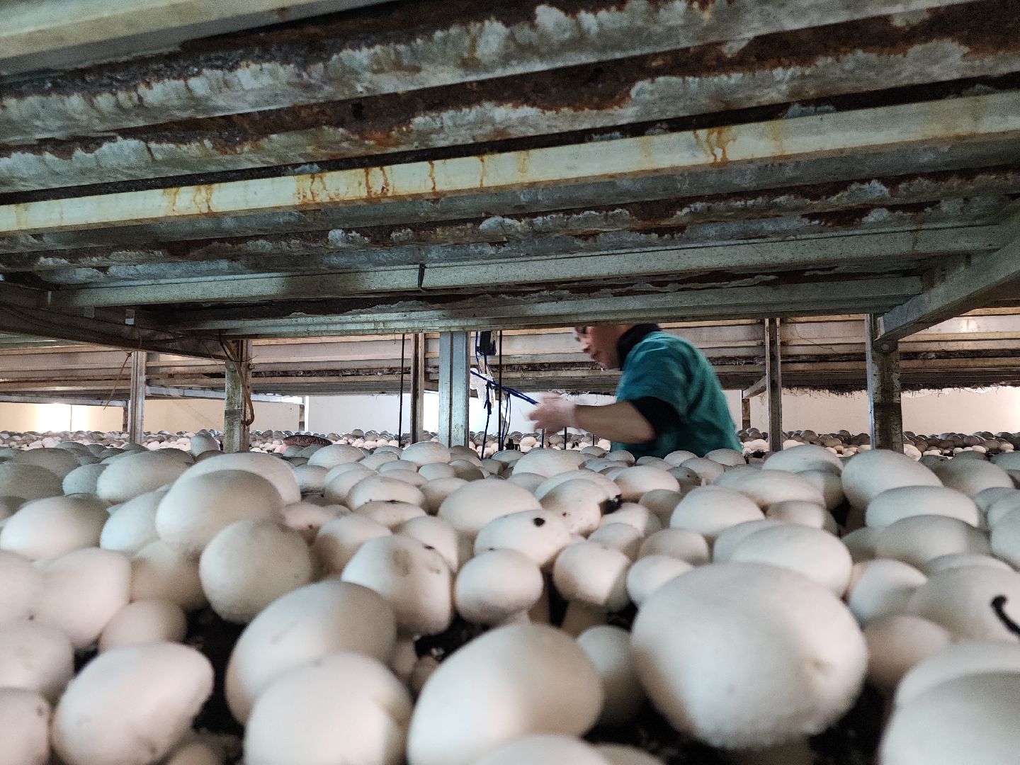 кашира, грибная компания, шампиньоны, натуральный продукт, рестораны,